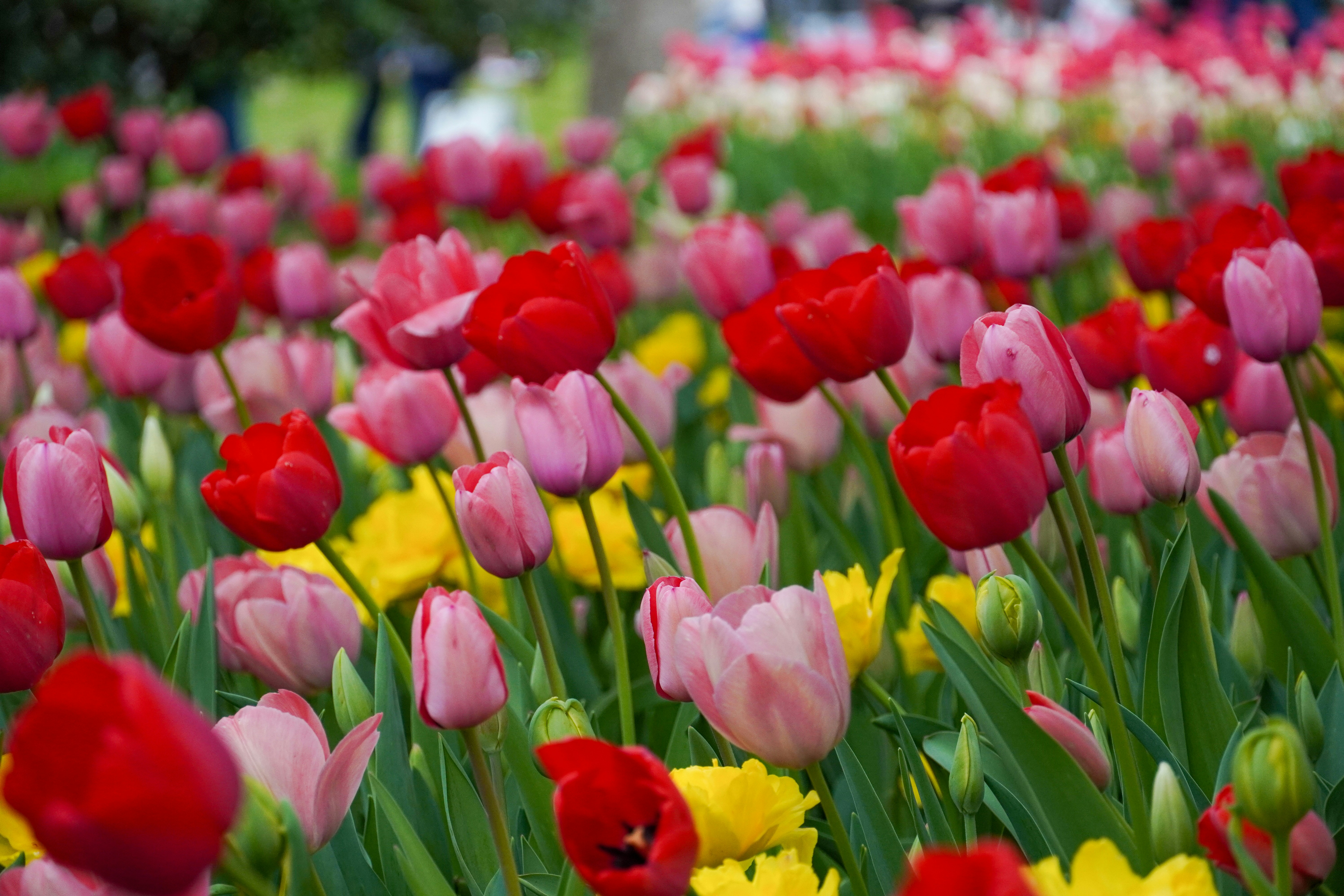 Photo by dsnphotography