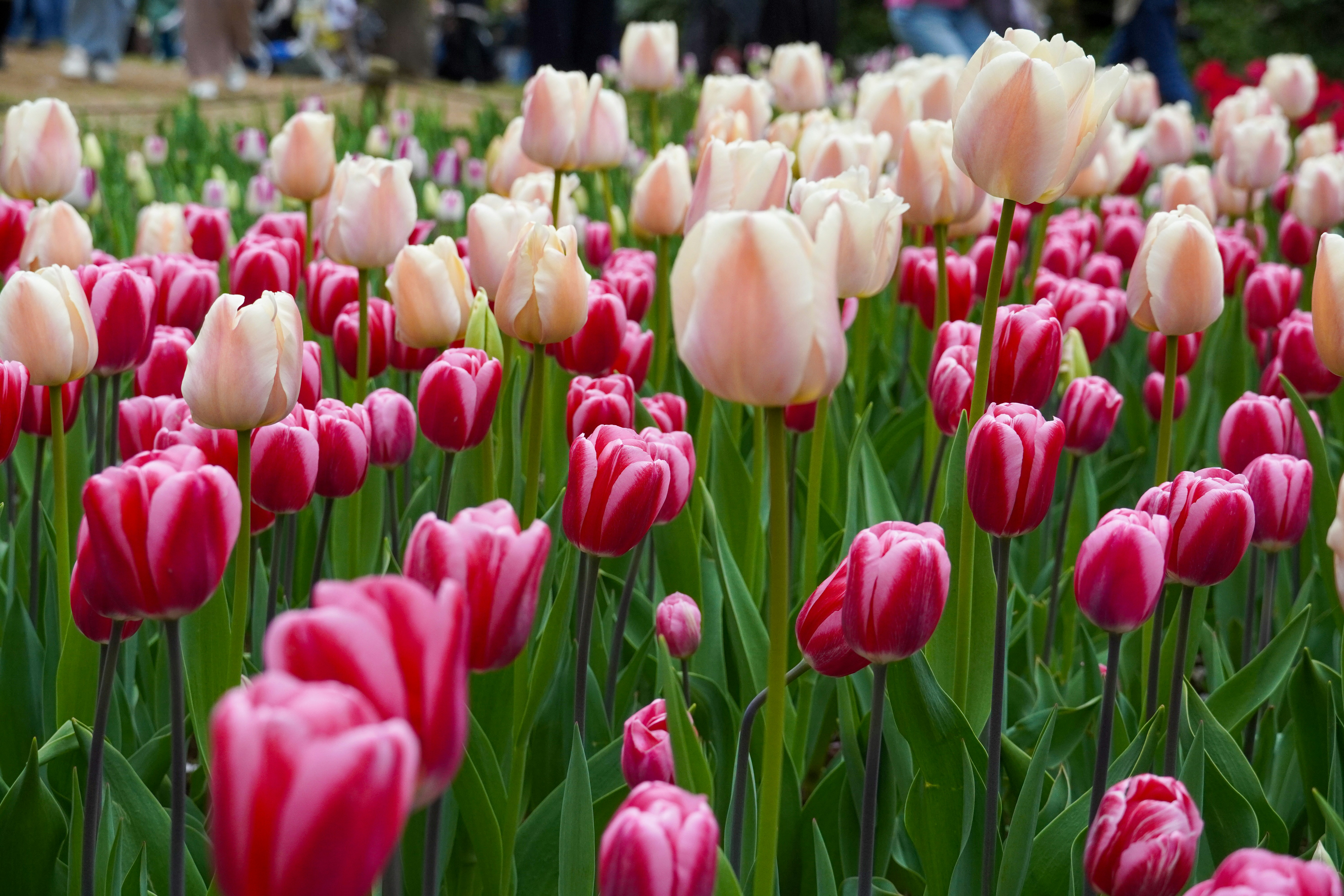 Photo by dsnphotography