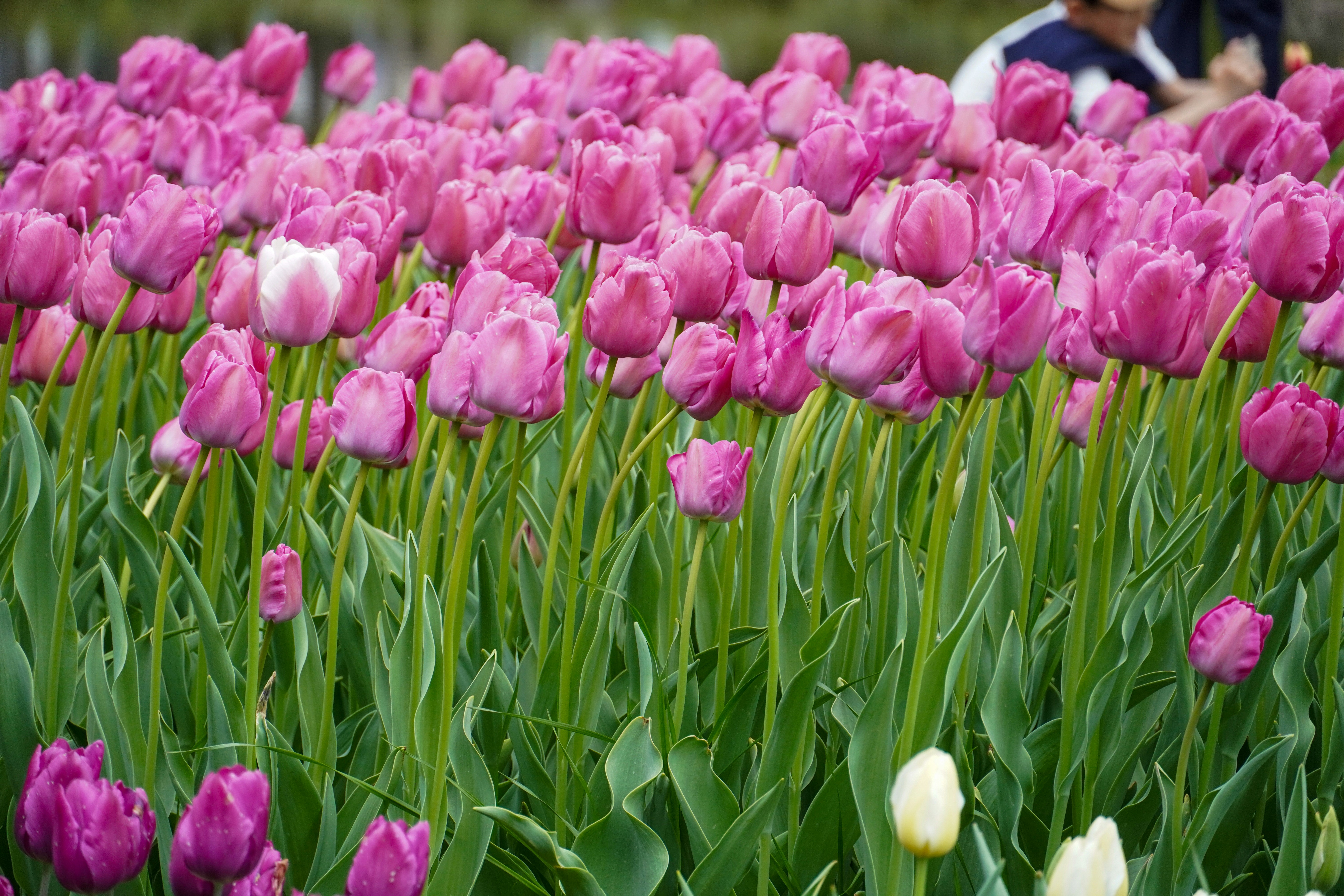 Photo by dsnphotography