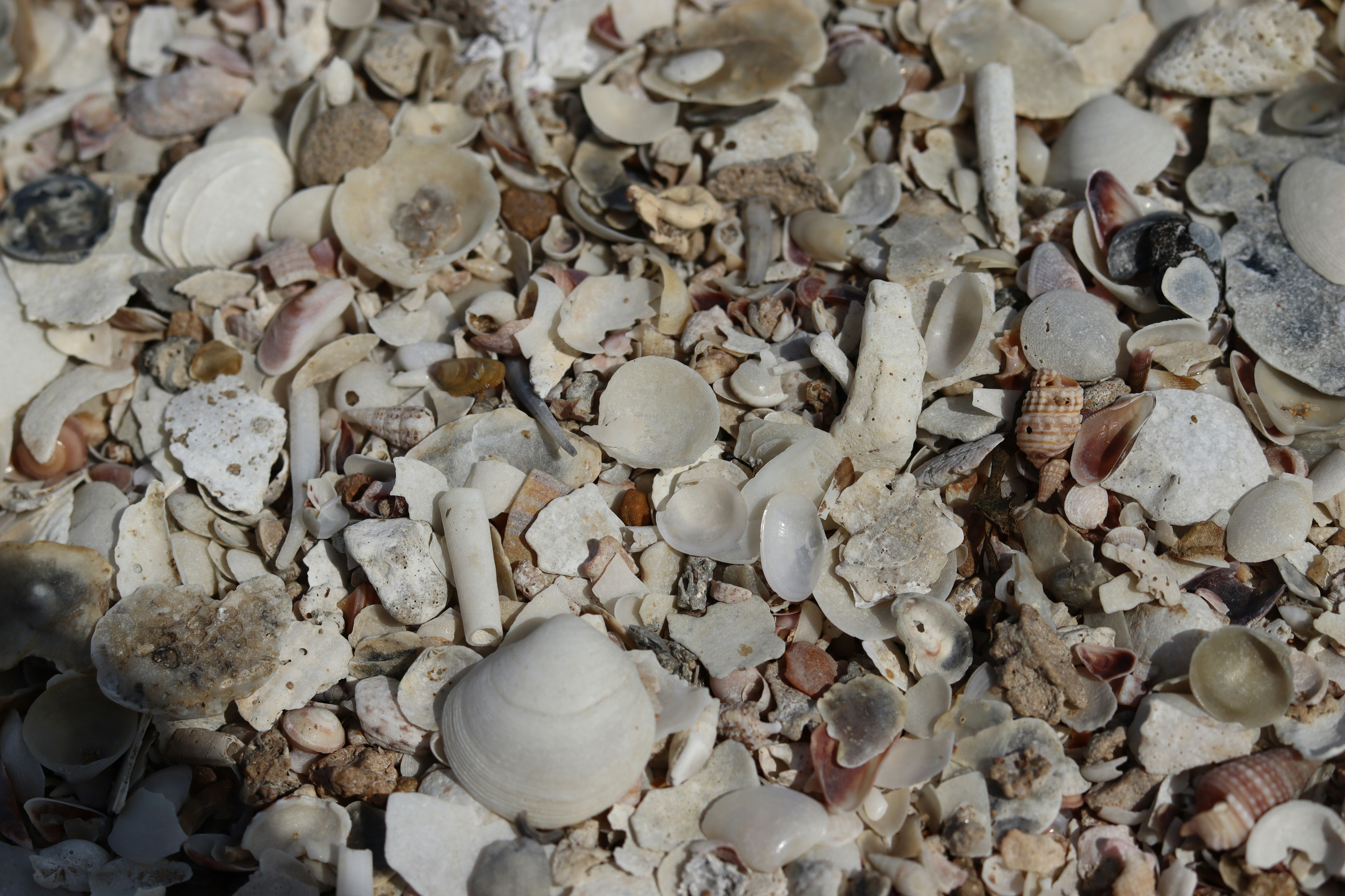 A close-up shot of broken seashells. photo – Free Image on Unsplash