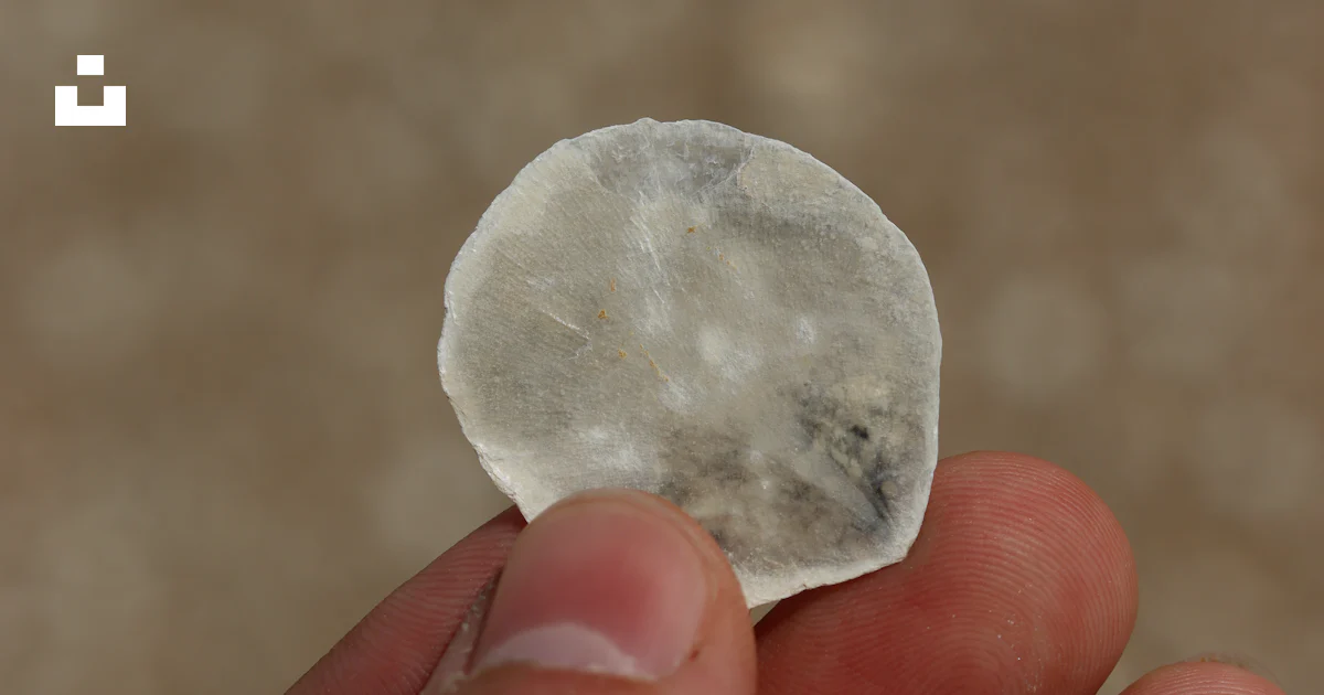 Circule Shelll A hand holds a small, circular shell. photo – Free Image on Unsplash