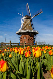Tulips bloom in front of a dutch windmill.