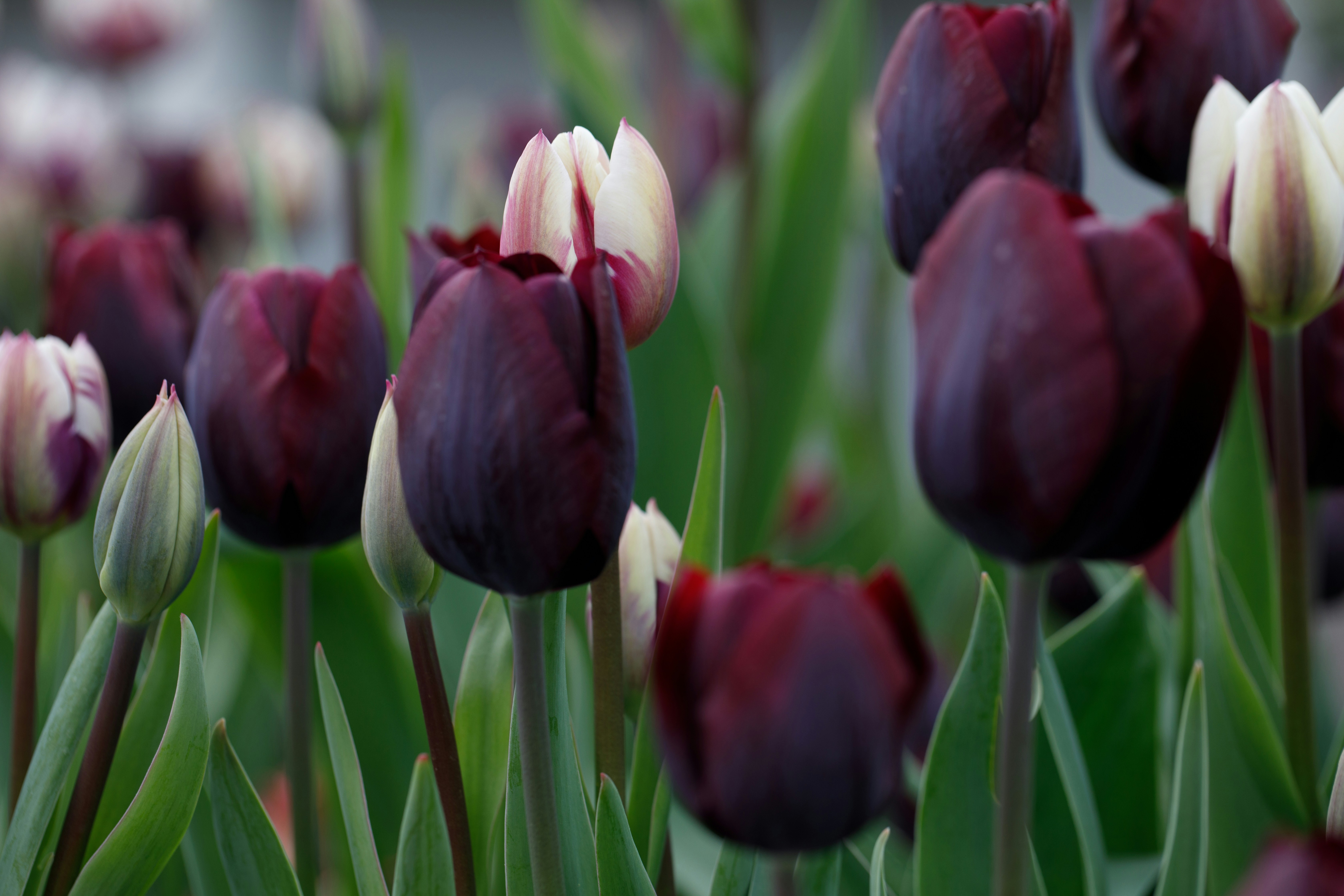 Dark purple and white tulips bloom vibrantly.