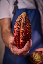 A chef holds a vibrant cocoa pod.