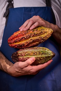 A chef is holding two colorful cocoa pods.
