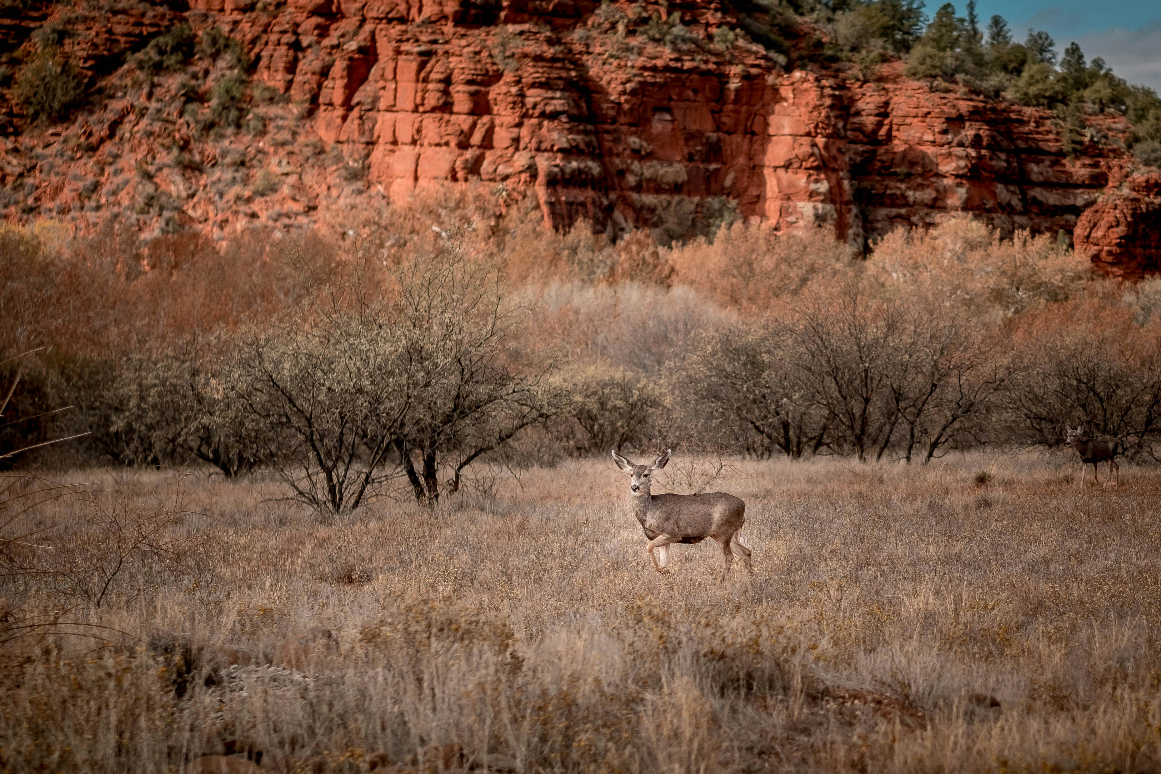 Photo by lanceanderson