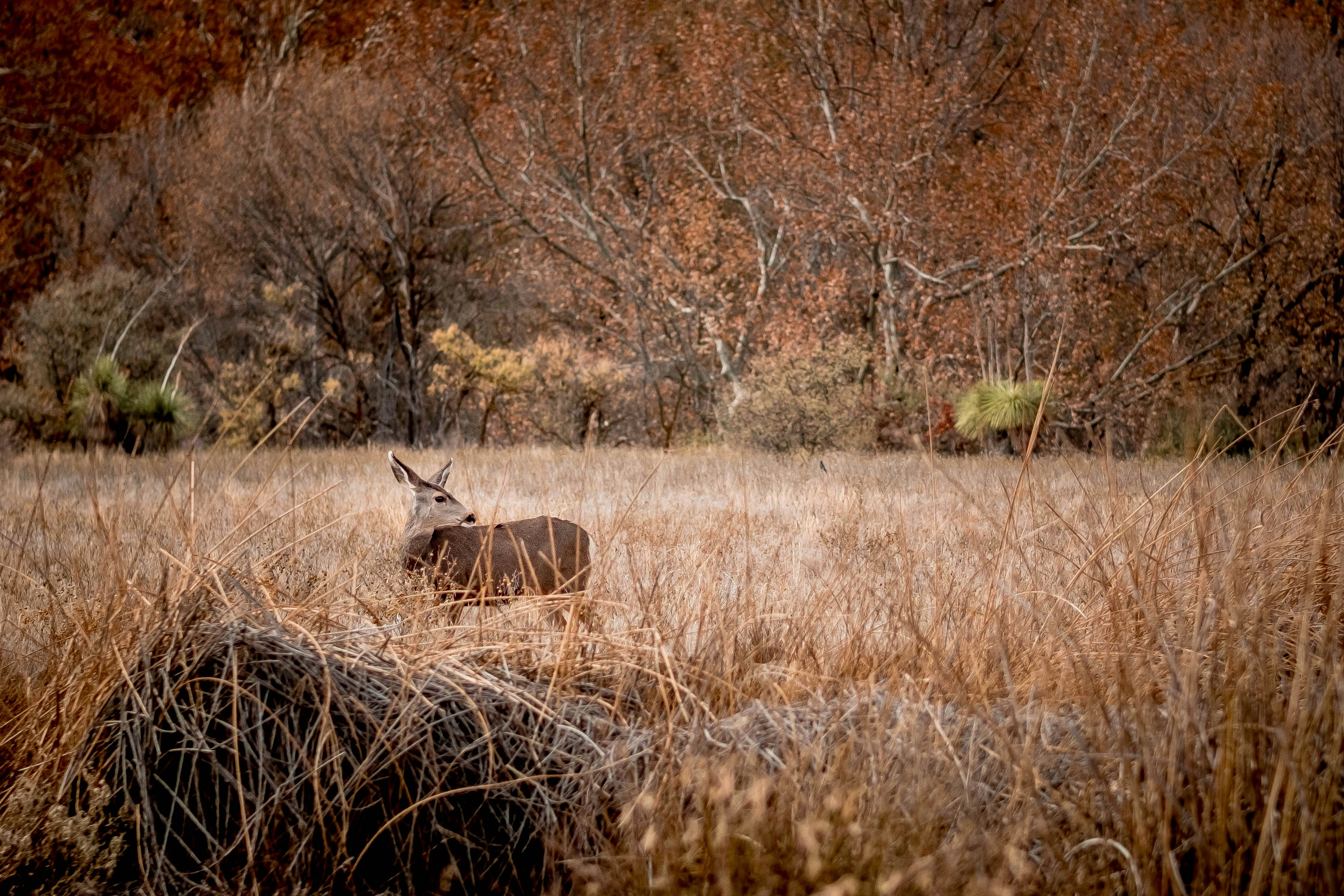 Photo by lanceanderson