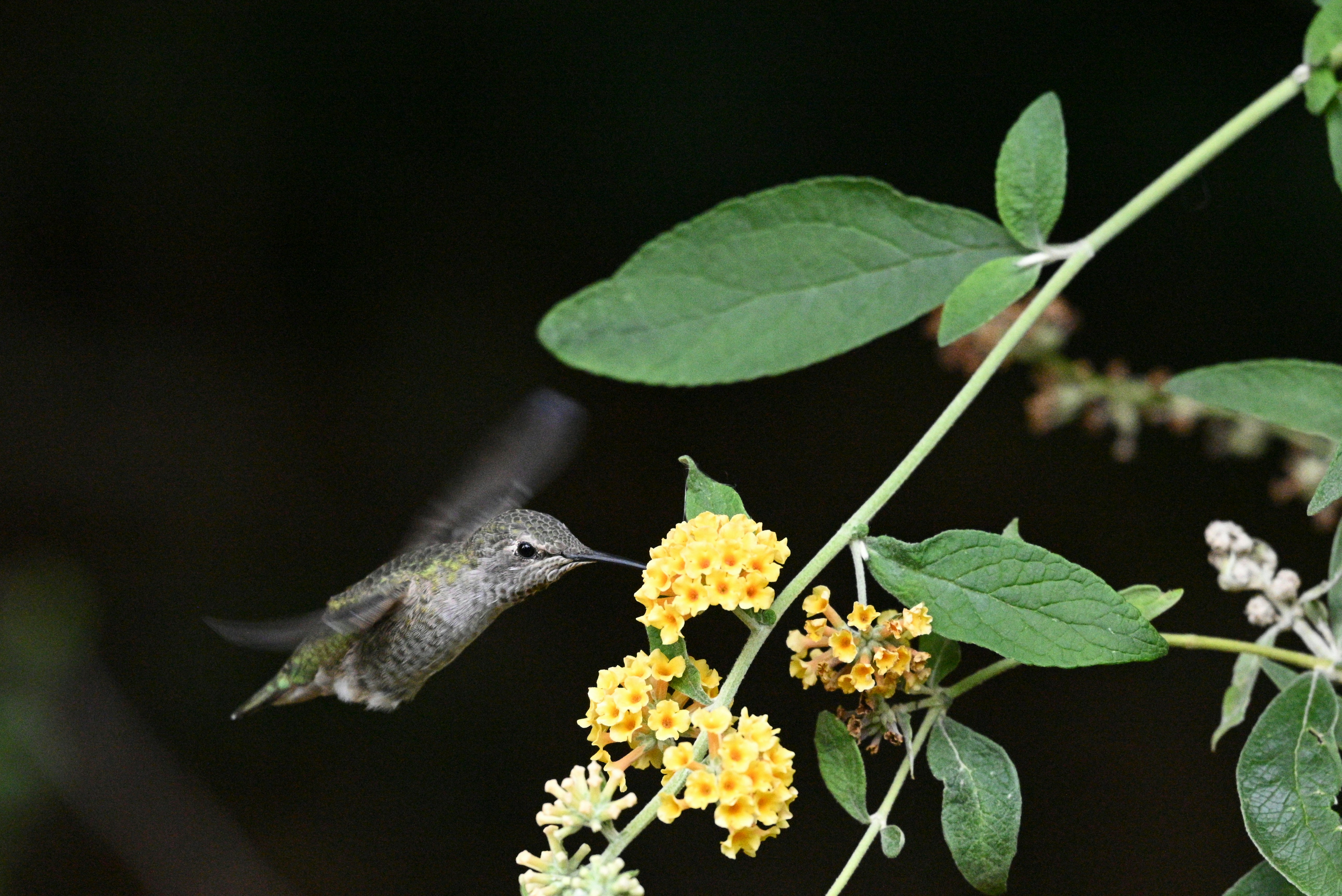 A hummingbird drinks nectar from yellow flowers.