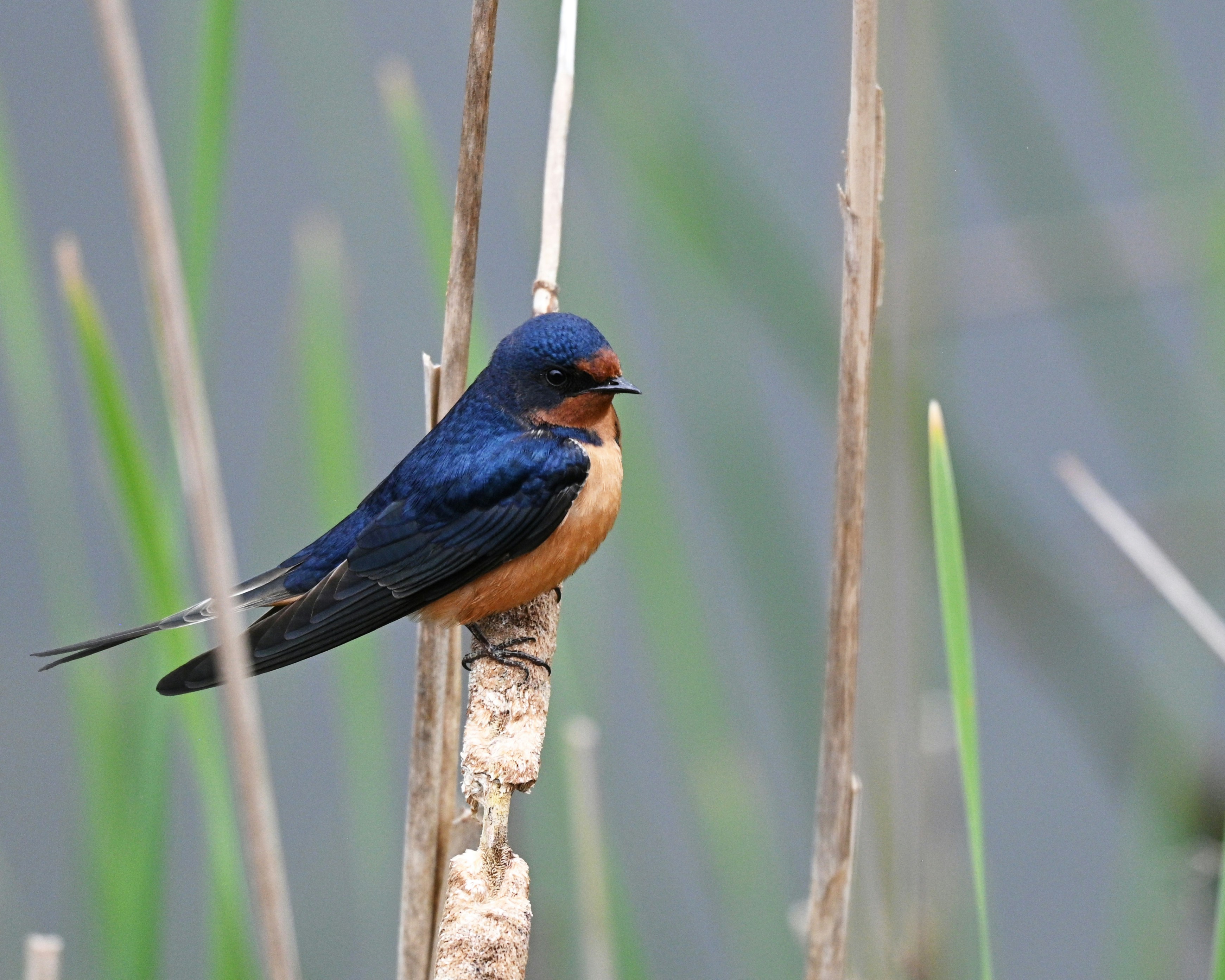 A barn swallow bird perches on a reed.