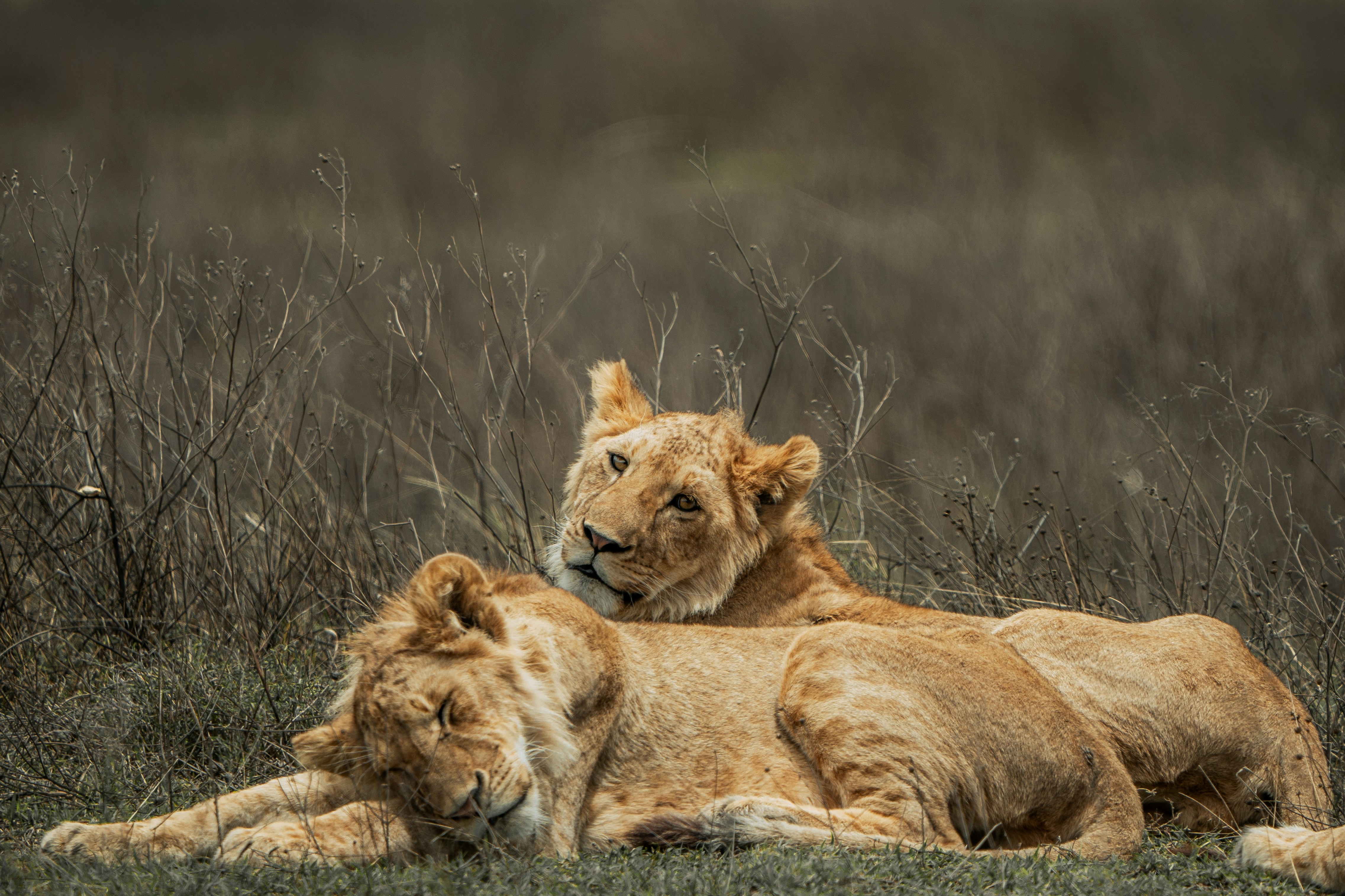 Lion Prides: Generations Under One Roof (image credits: unsplash)
