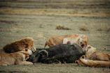 Lions feasting on a buffalo in the savanna