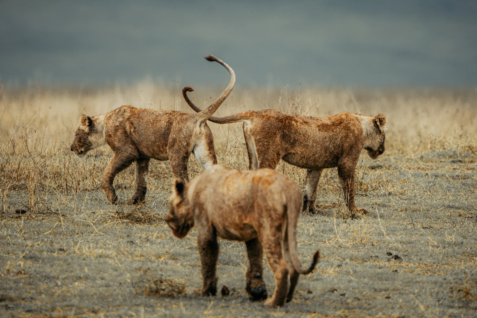 Familia de leones caminando por la sabana del Ngorongoro
