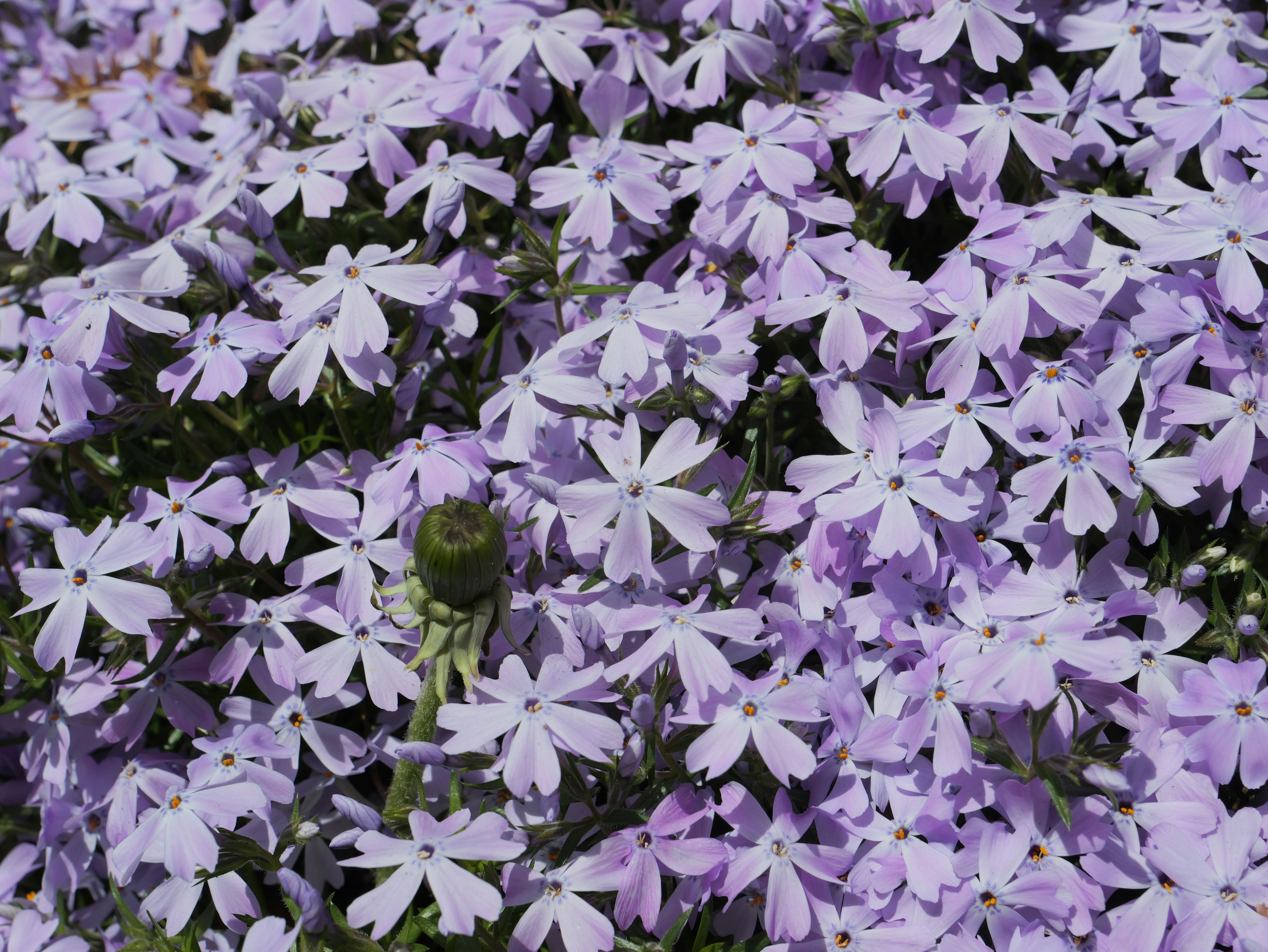 Photo by karonthompson