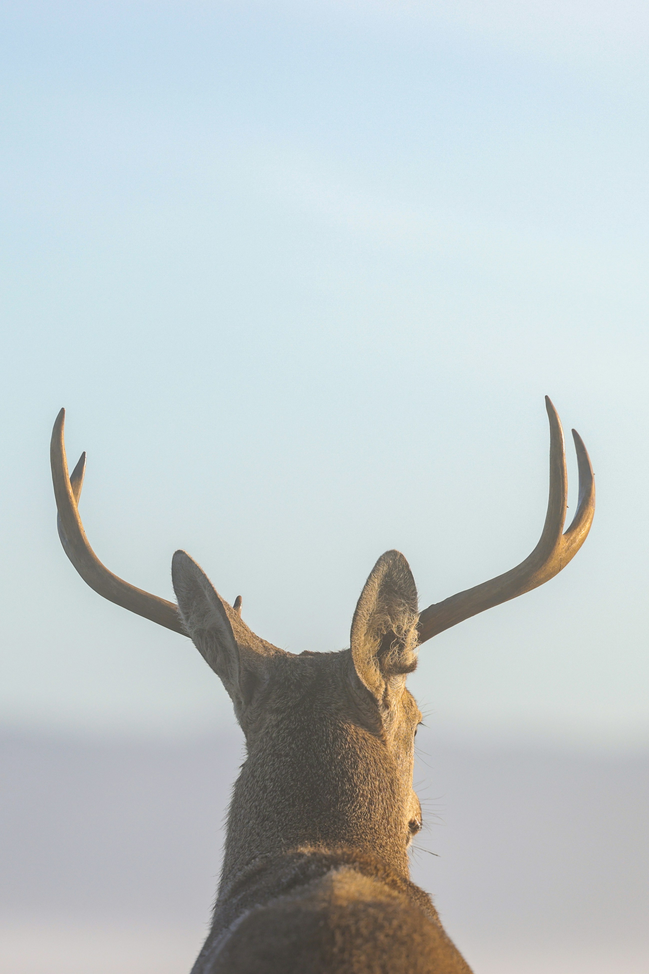 A deer's head displays its majestic antlers.
