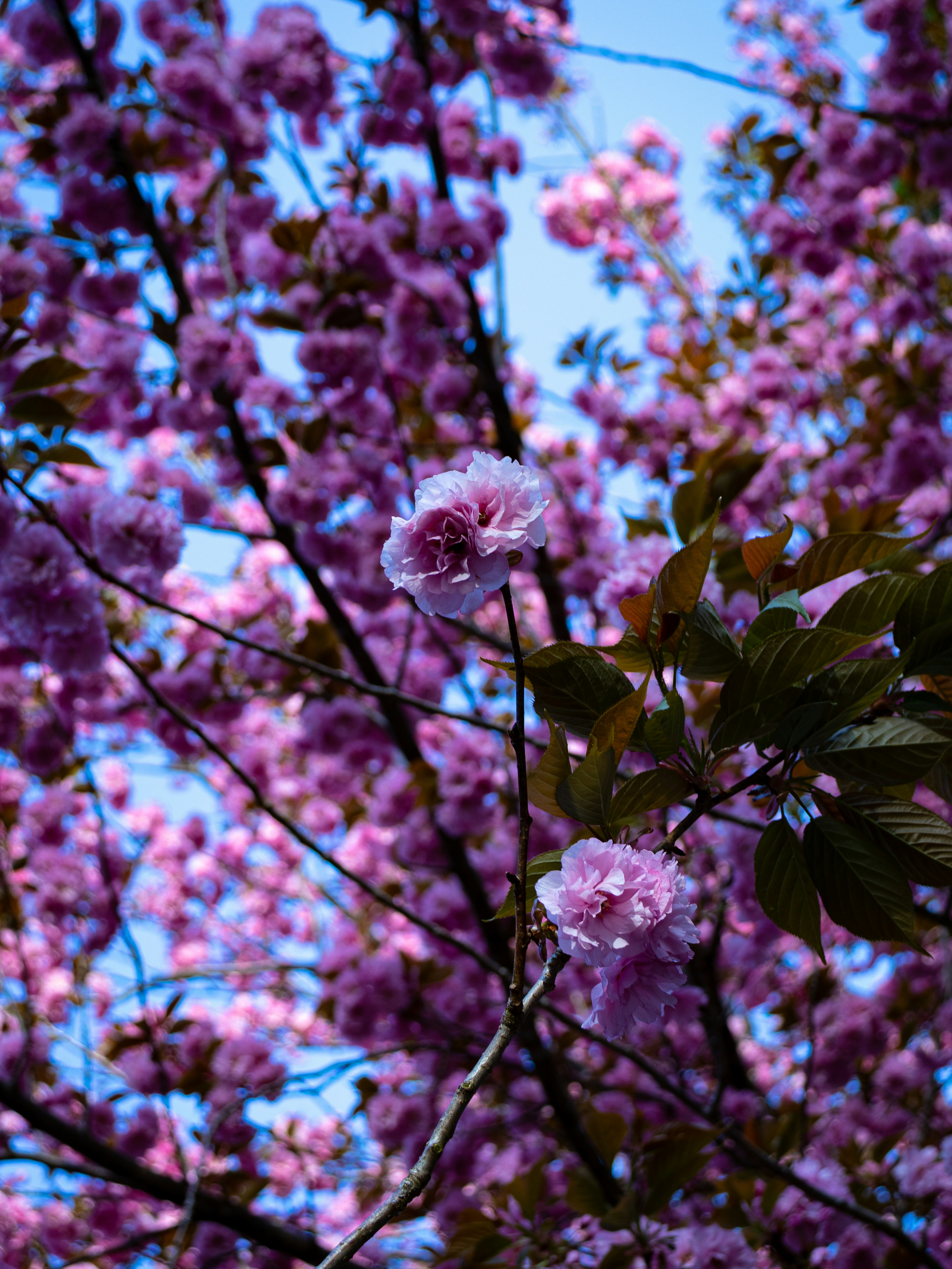 Cherry blossoms bloom beautifully against the blue sky.