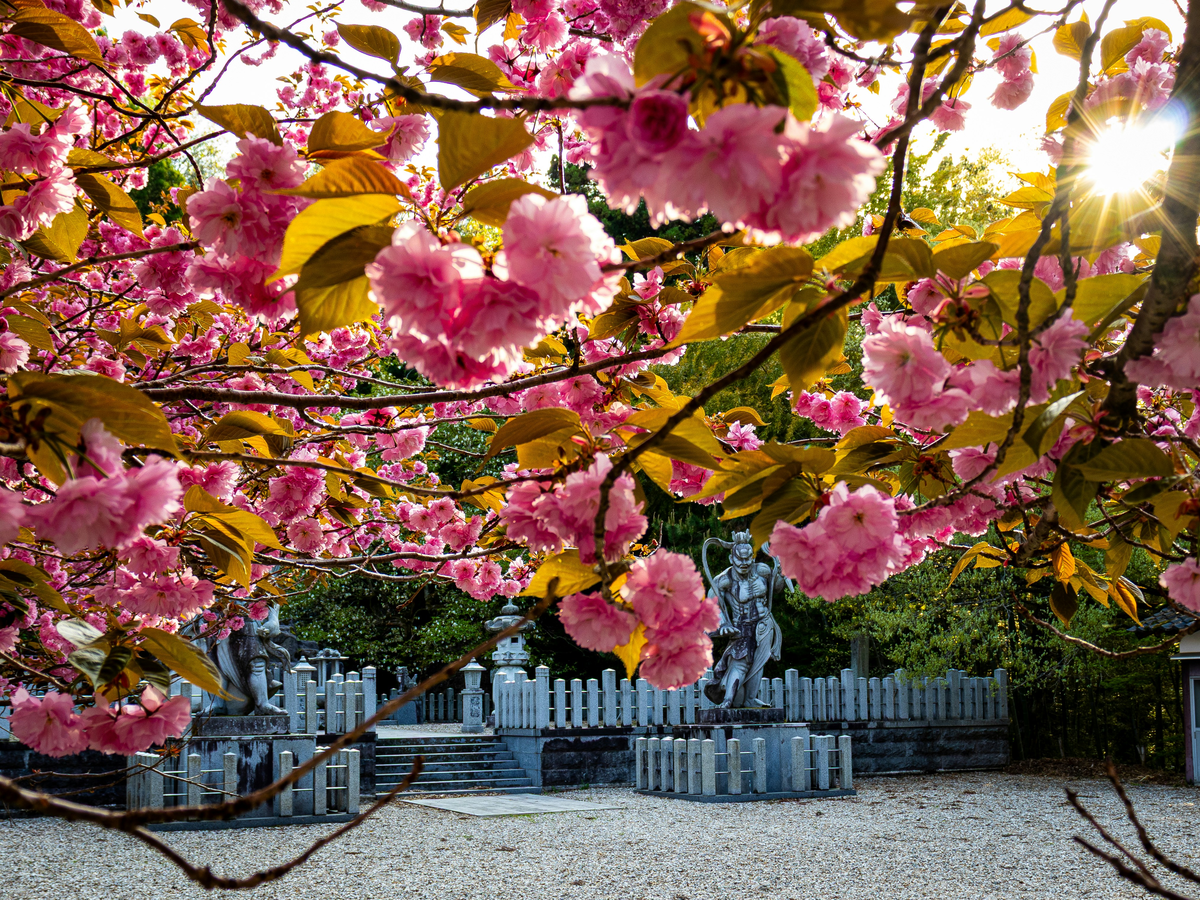 Cherry blossoms bloom in a sunny garden.