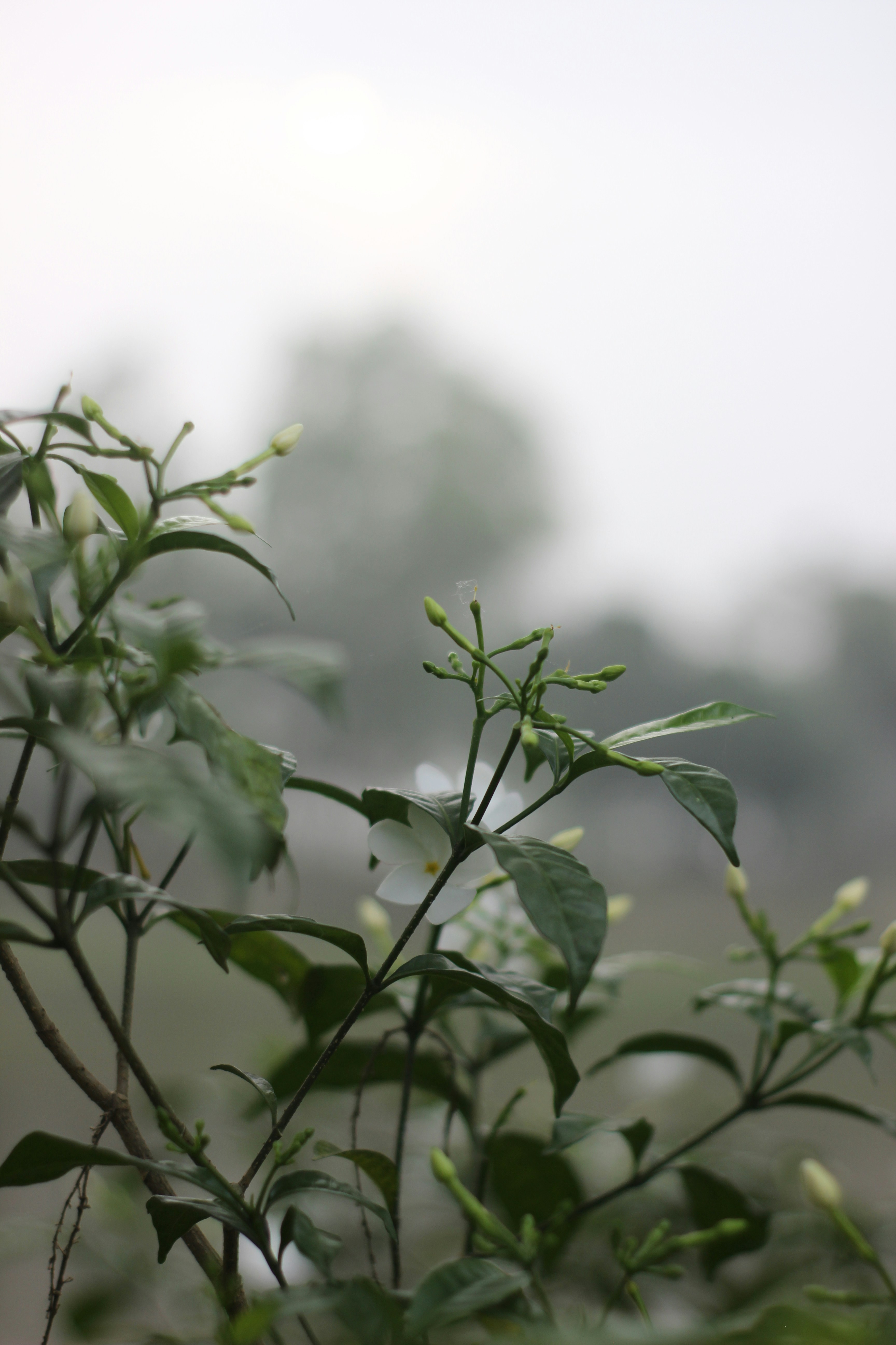 Las flores blancas florecen en un ambiente brumoso.