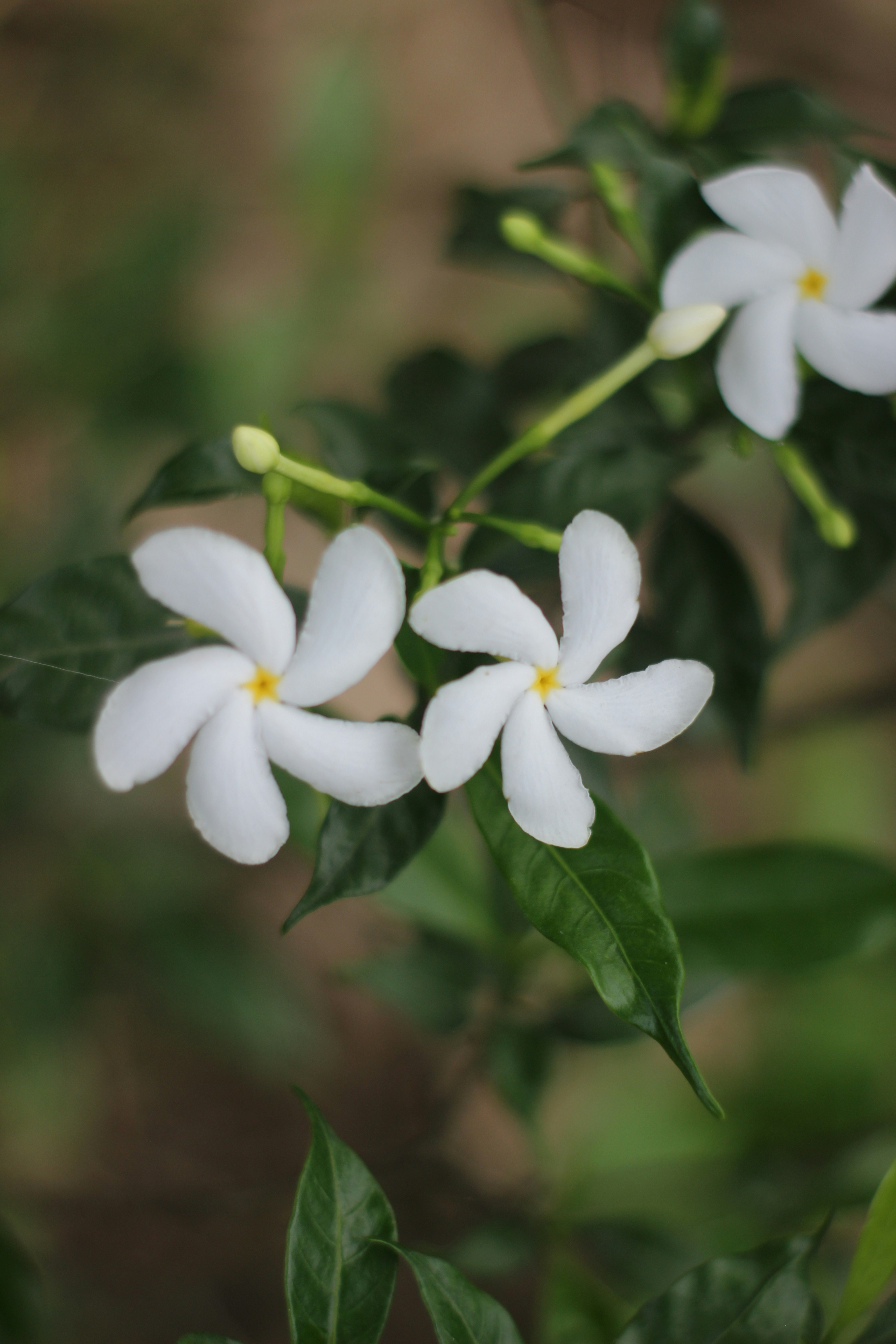 Photo by shaonkumarsarker