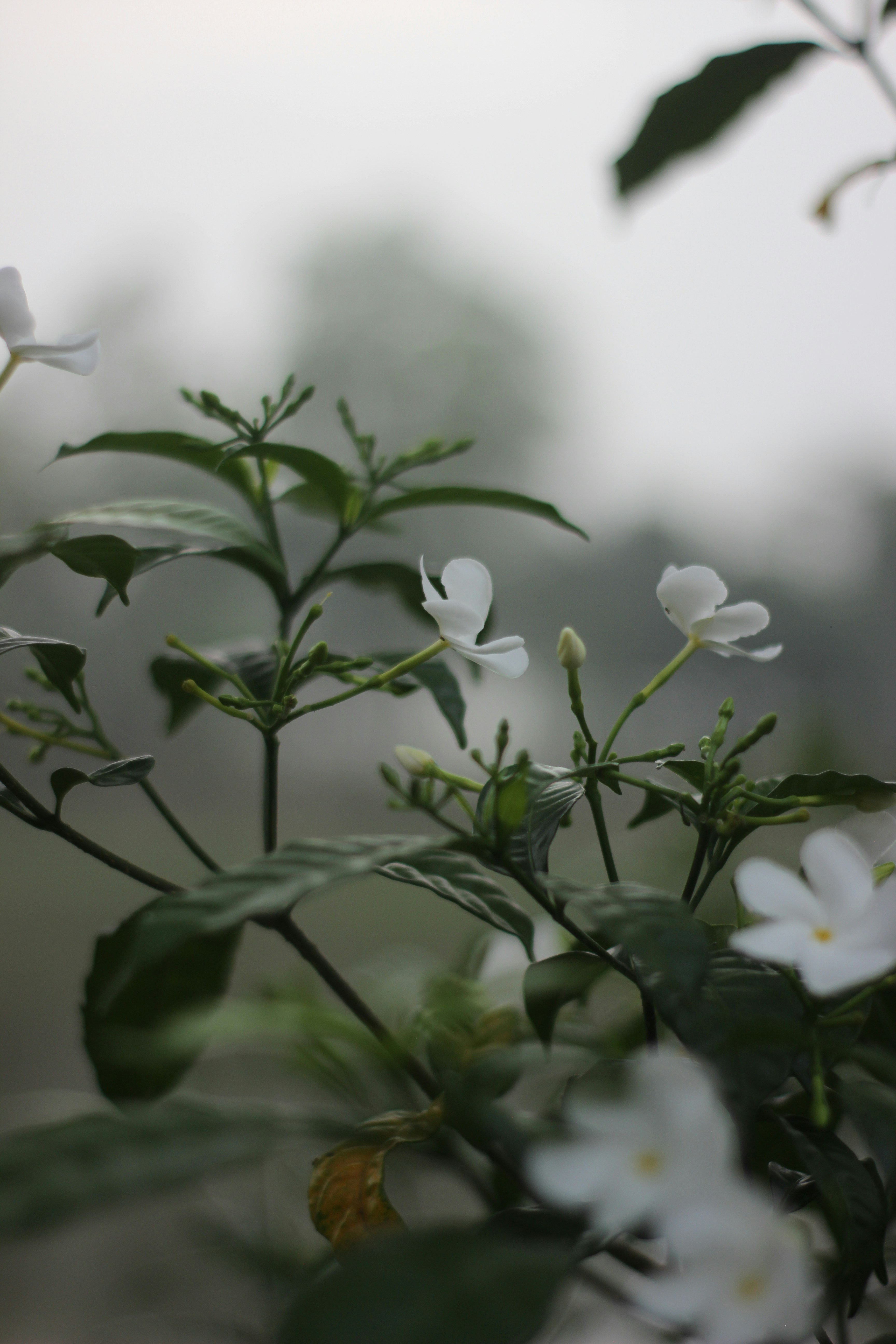Las flores blancas florecen en una planta verde frondosa.