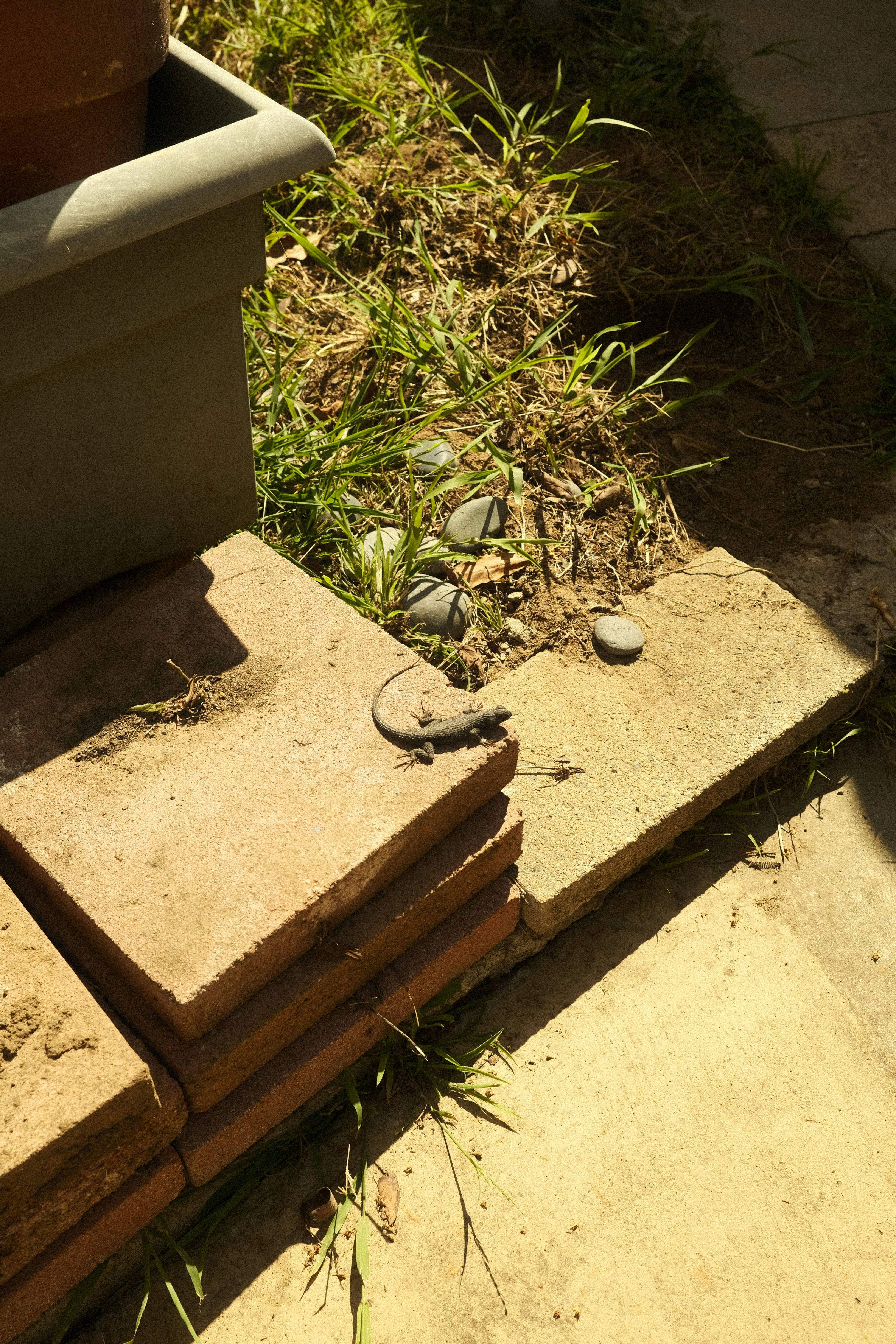 A lizard basks in the sunlight on bricks.