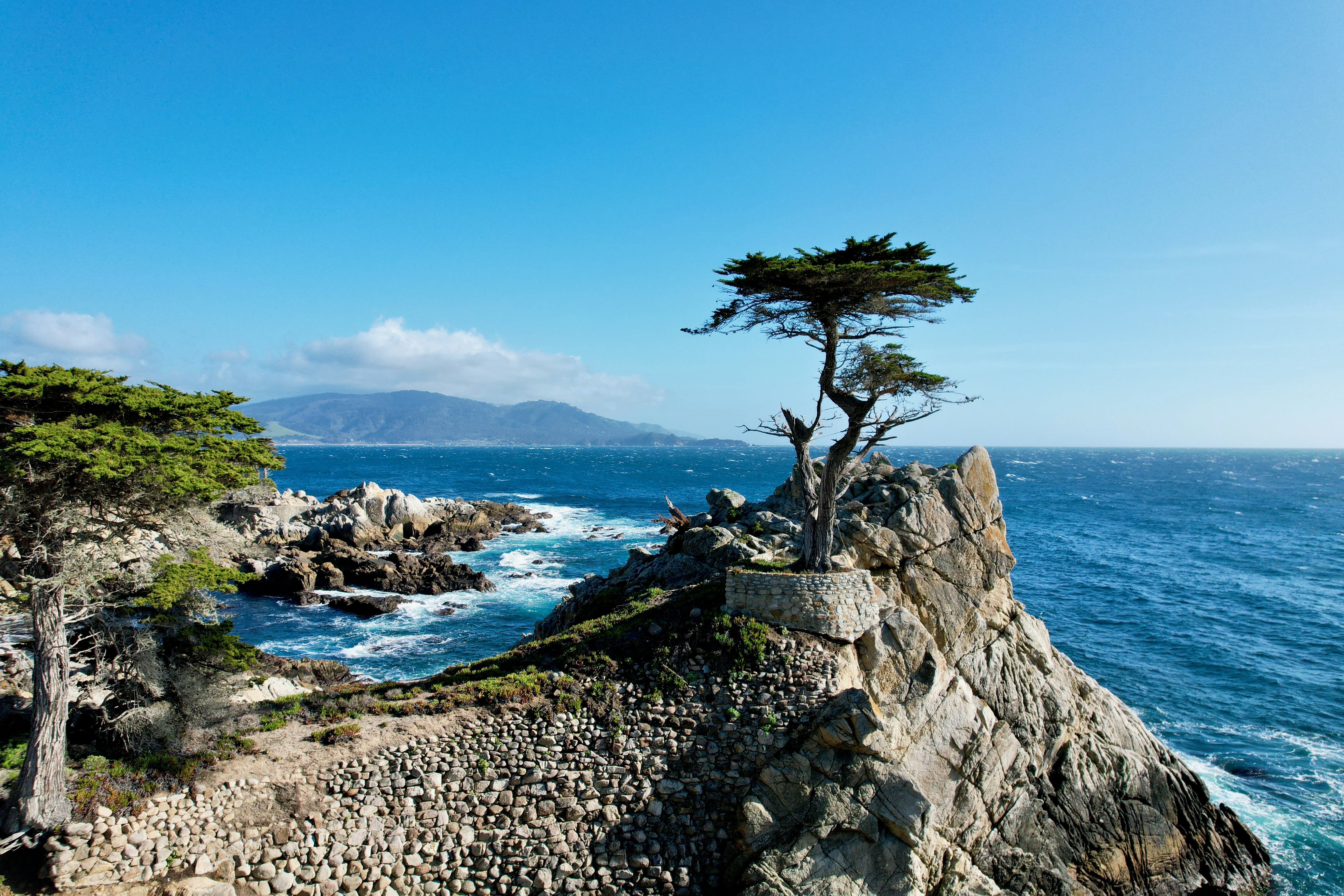 A lone cypress tree overlooks the beautiful ocean.
