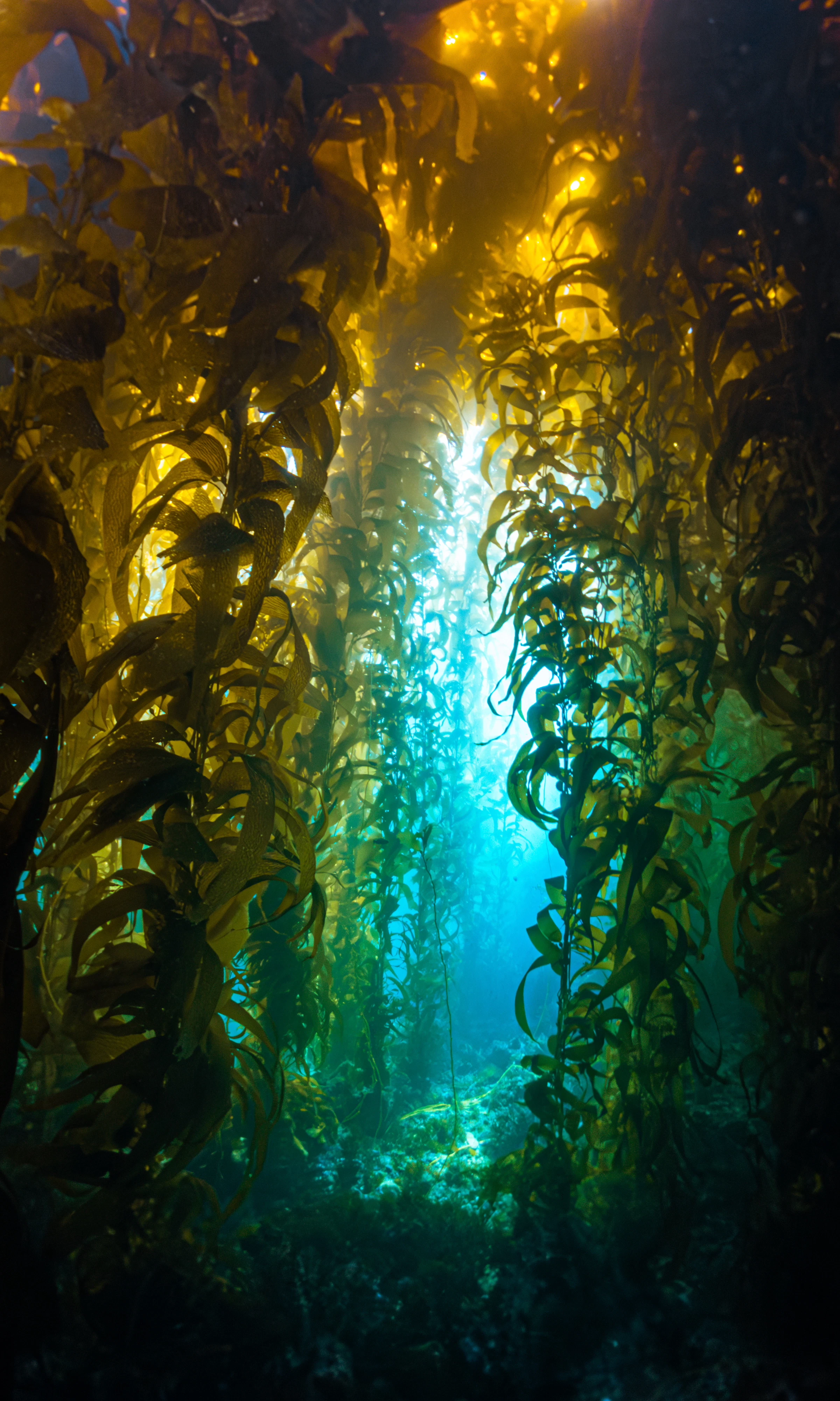 Underwater kelp forest with sunlight filtering down through the water