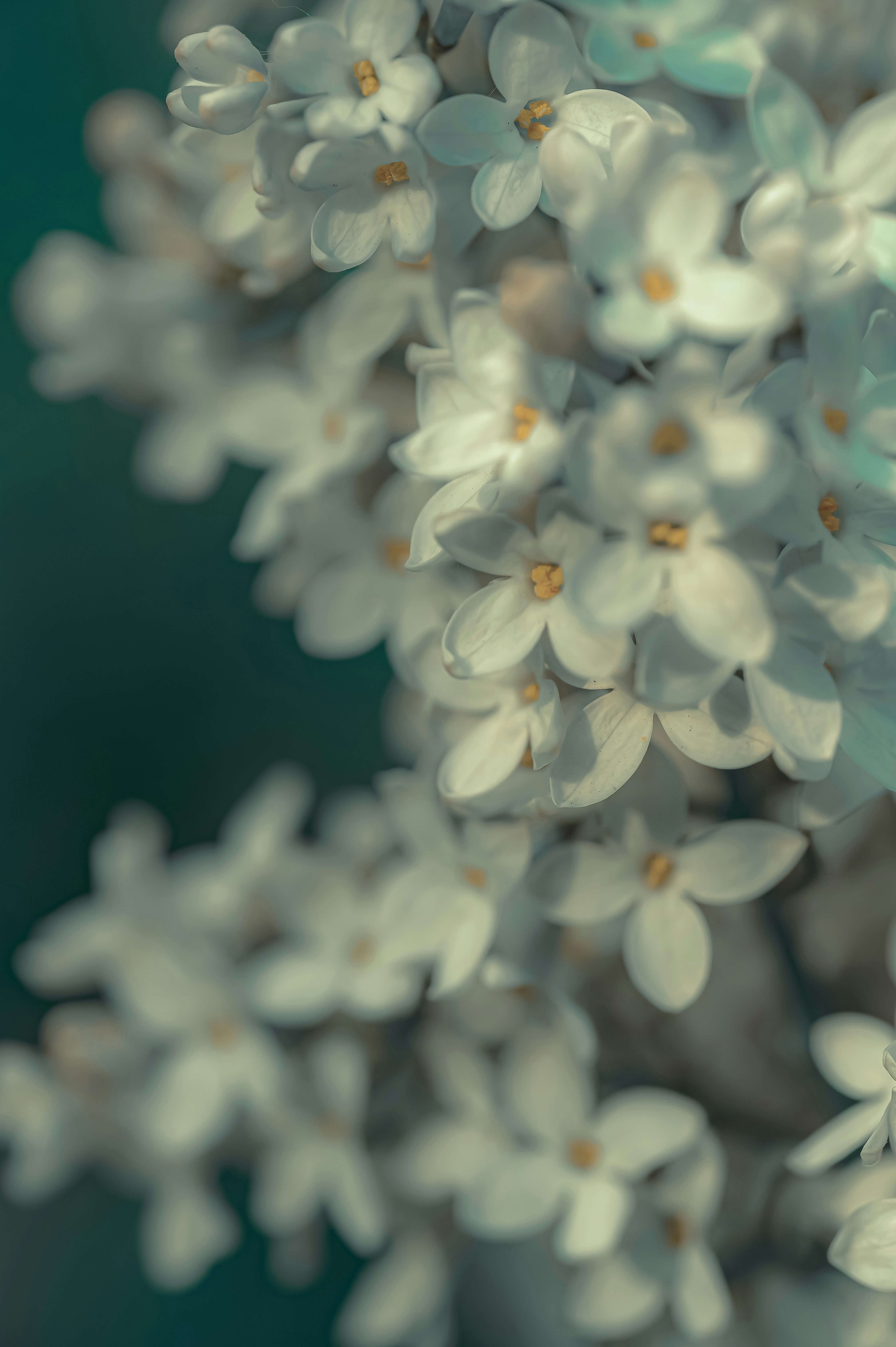 Photo by volodymyr_leush