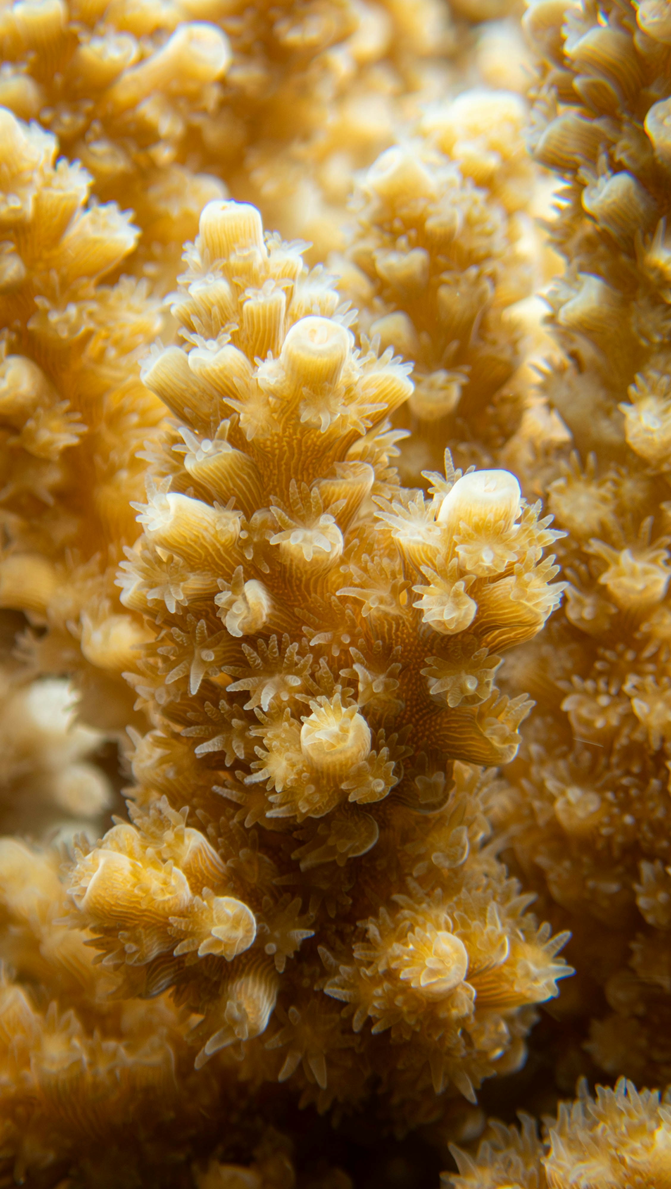 Close-up view of coral reef formation.