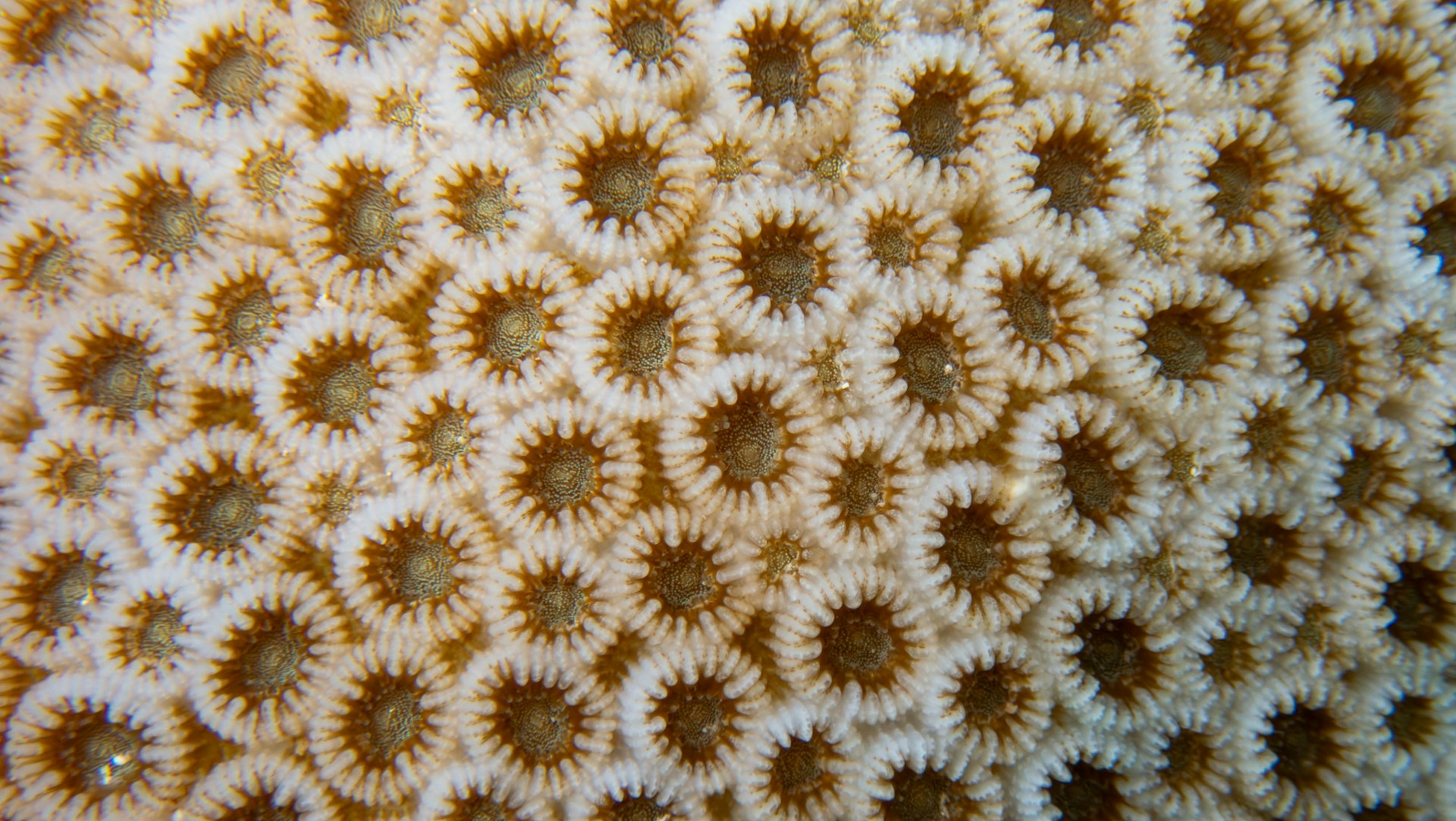 A close-up view of coral.