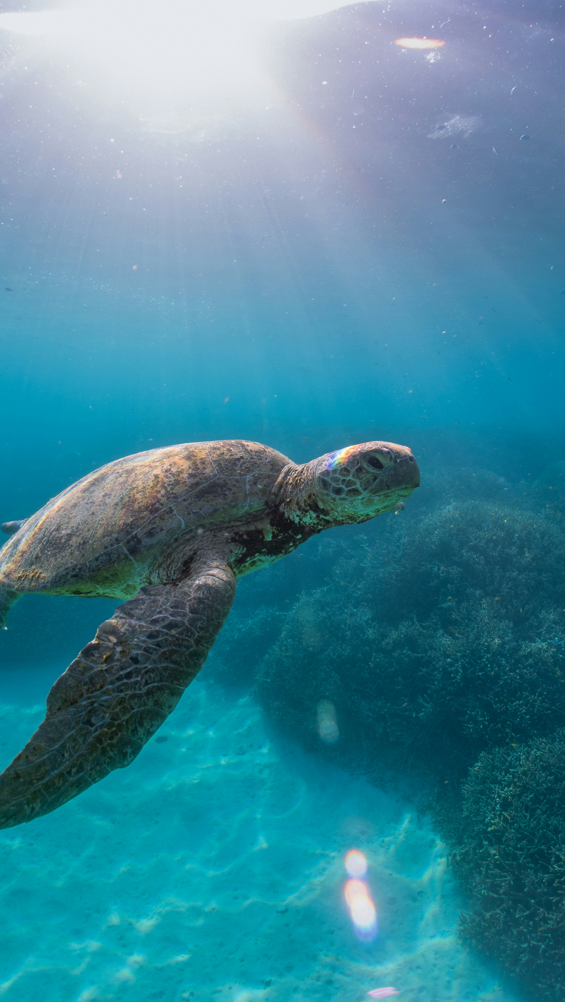 A sea turtle swims underwater in sunlight.