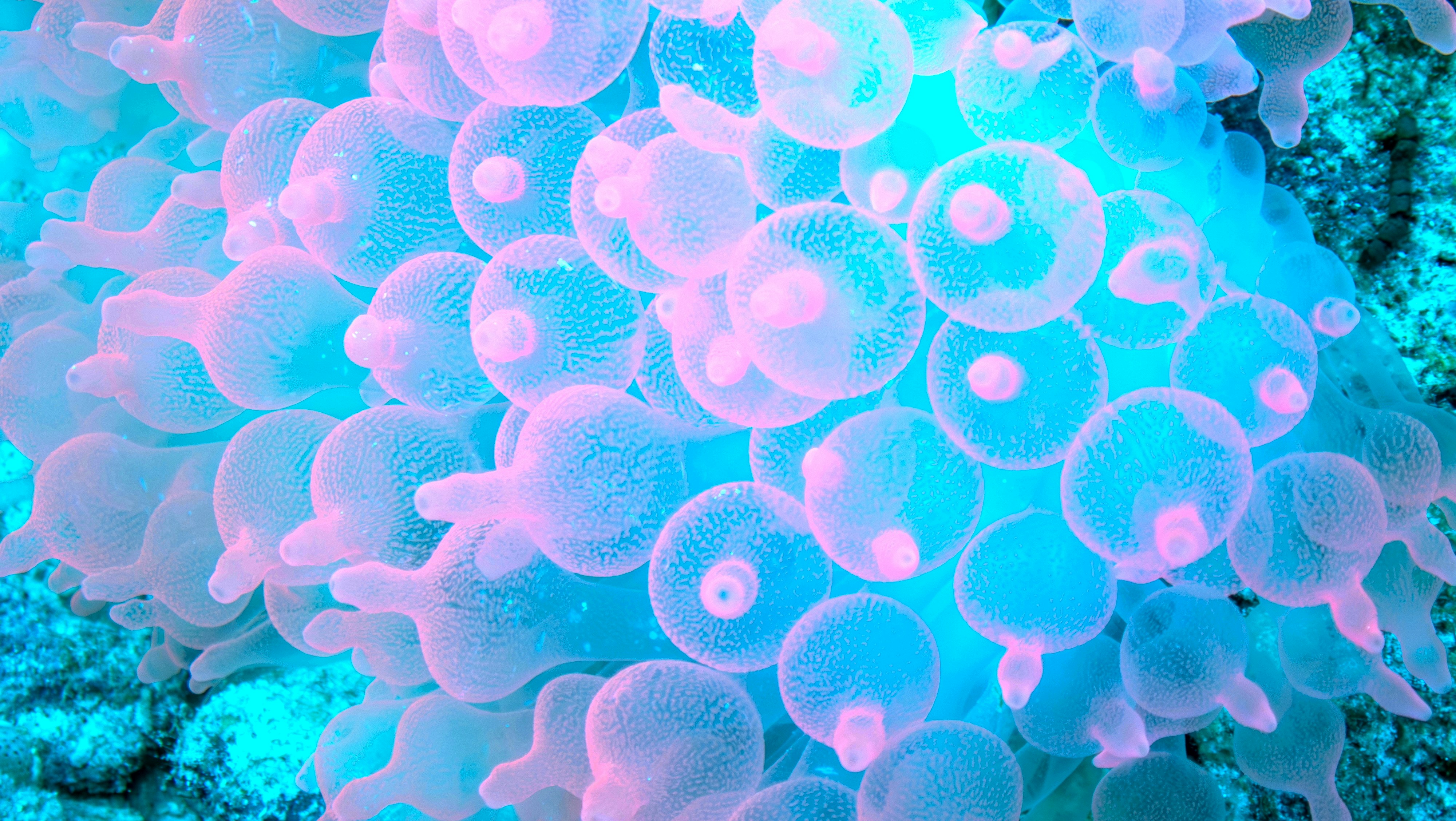 Close-up shows a beautiful cluster of sea anemone.