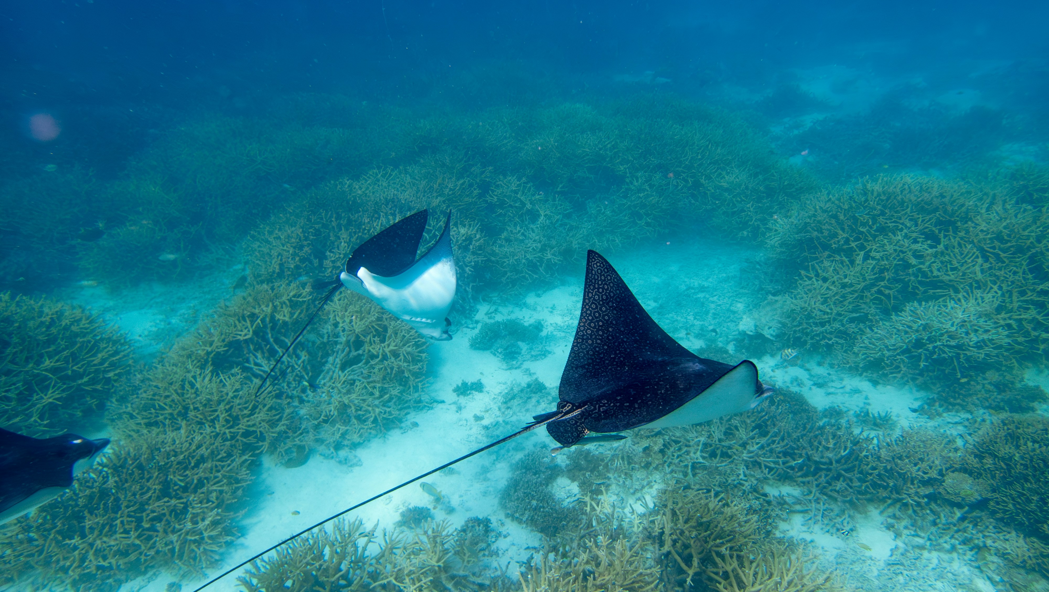 White-spotted eagle rays gliding over coral at Heron Island, Great Barrier Reef