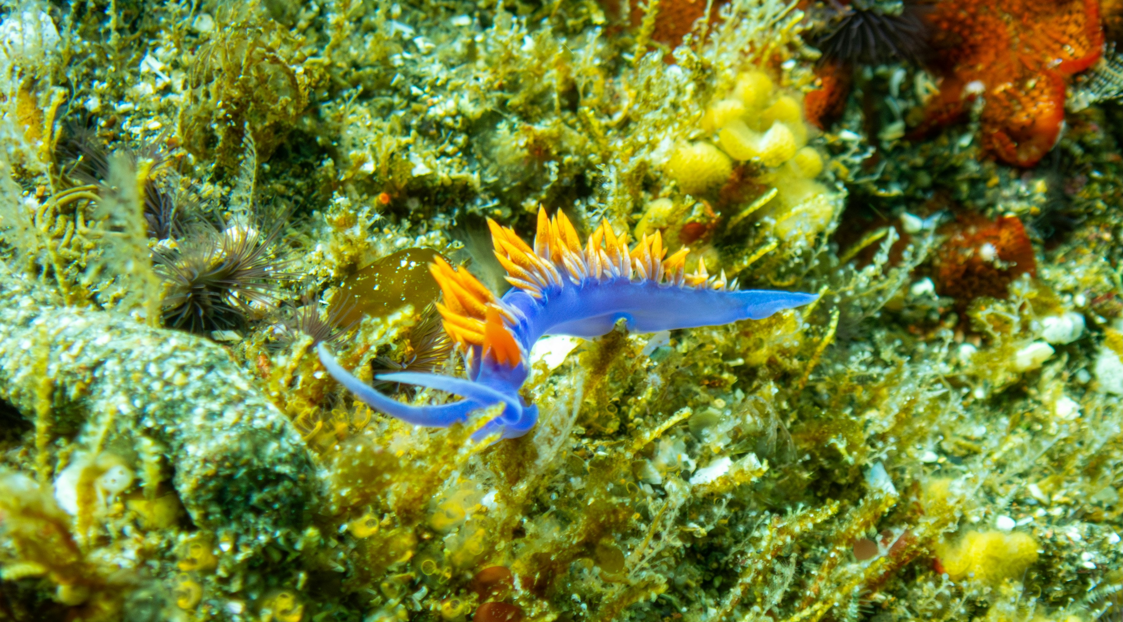 A colorful sea slug cruises amongst seaweed.