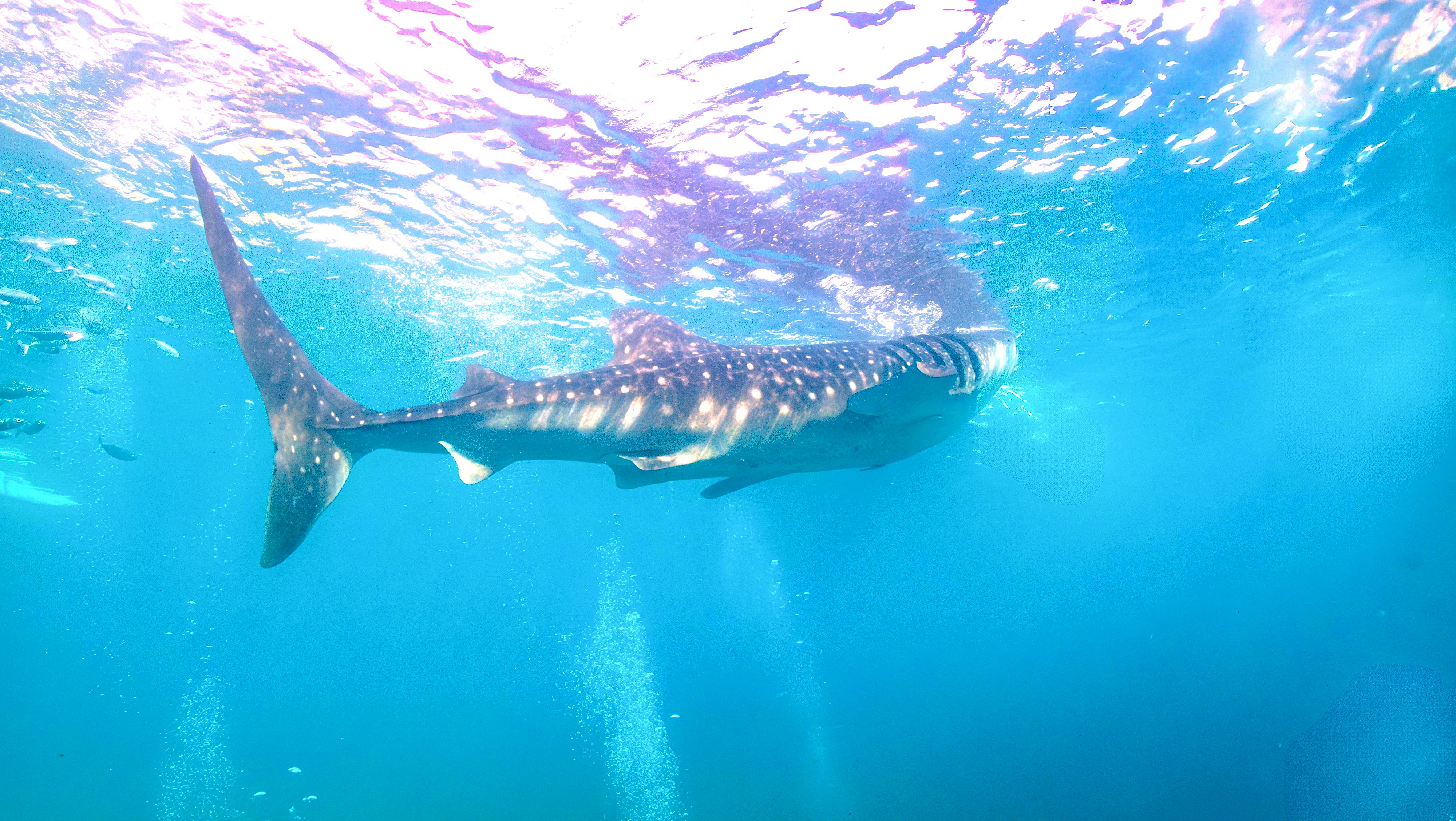 A whale shark glides peacefully underwater.