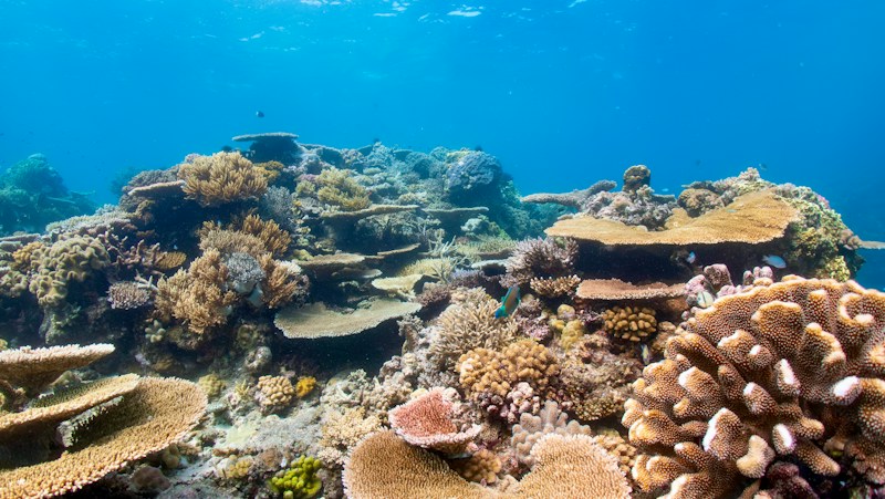 Coral Sea: Australia's Reef-Rich Pacific Waters