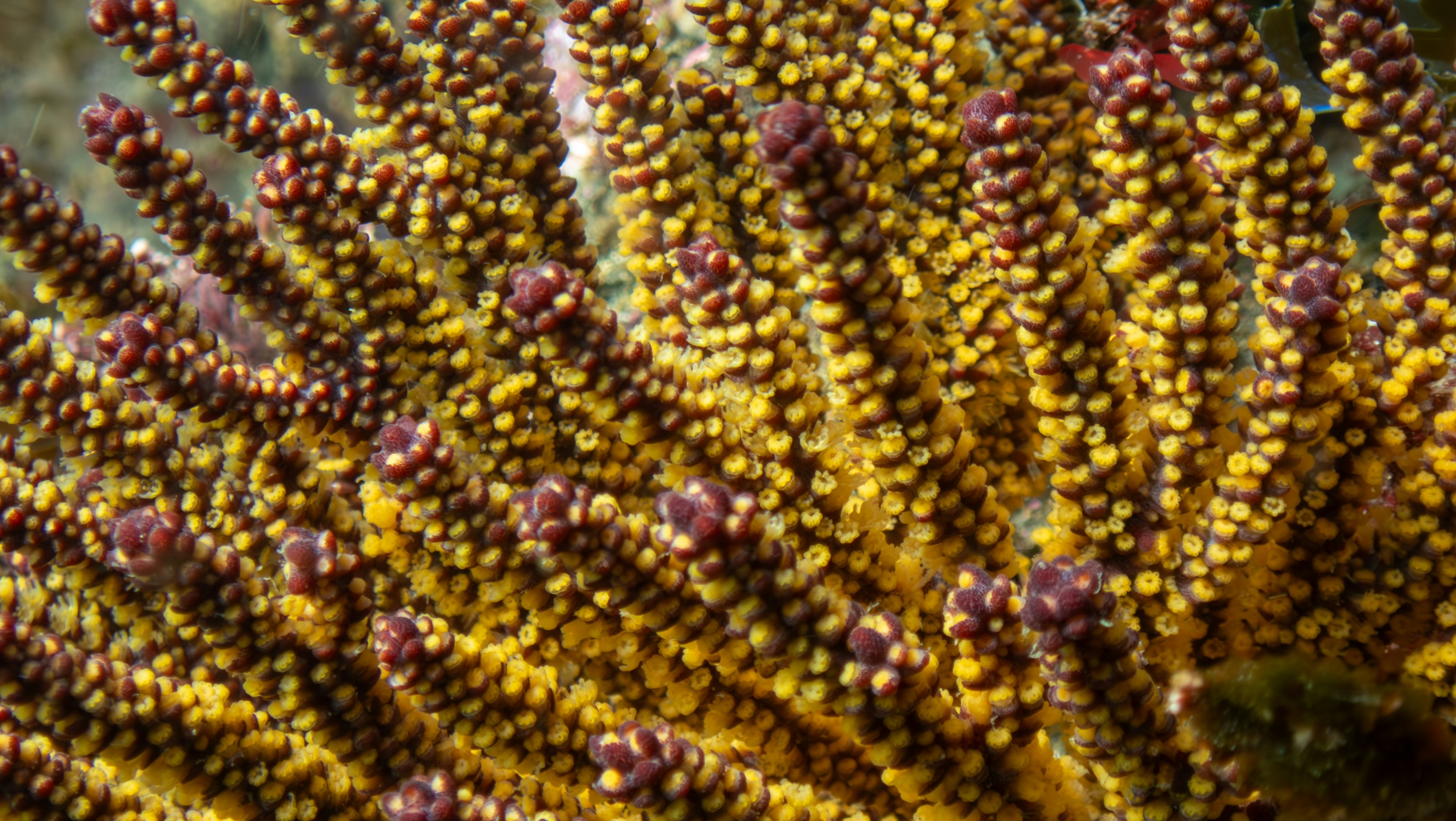 Yellow and brown plant structure, full of texture.
