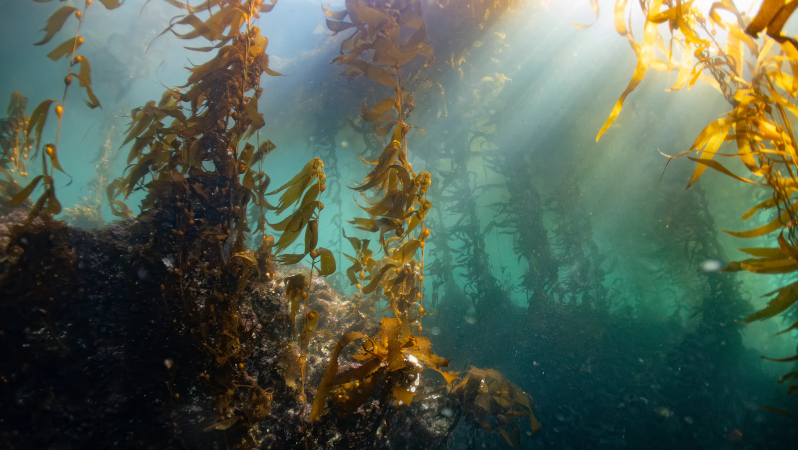 Brown kelp forest swaying beneath the ocean surface with sunlight filtering through