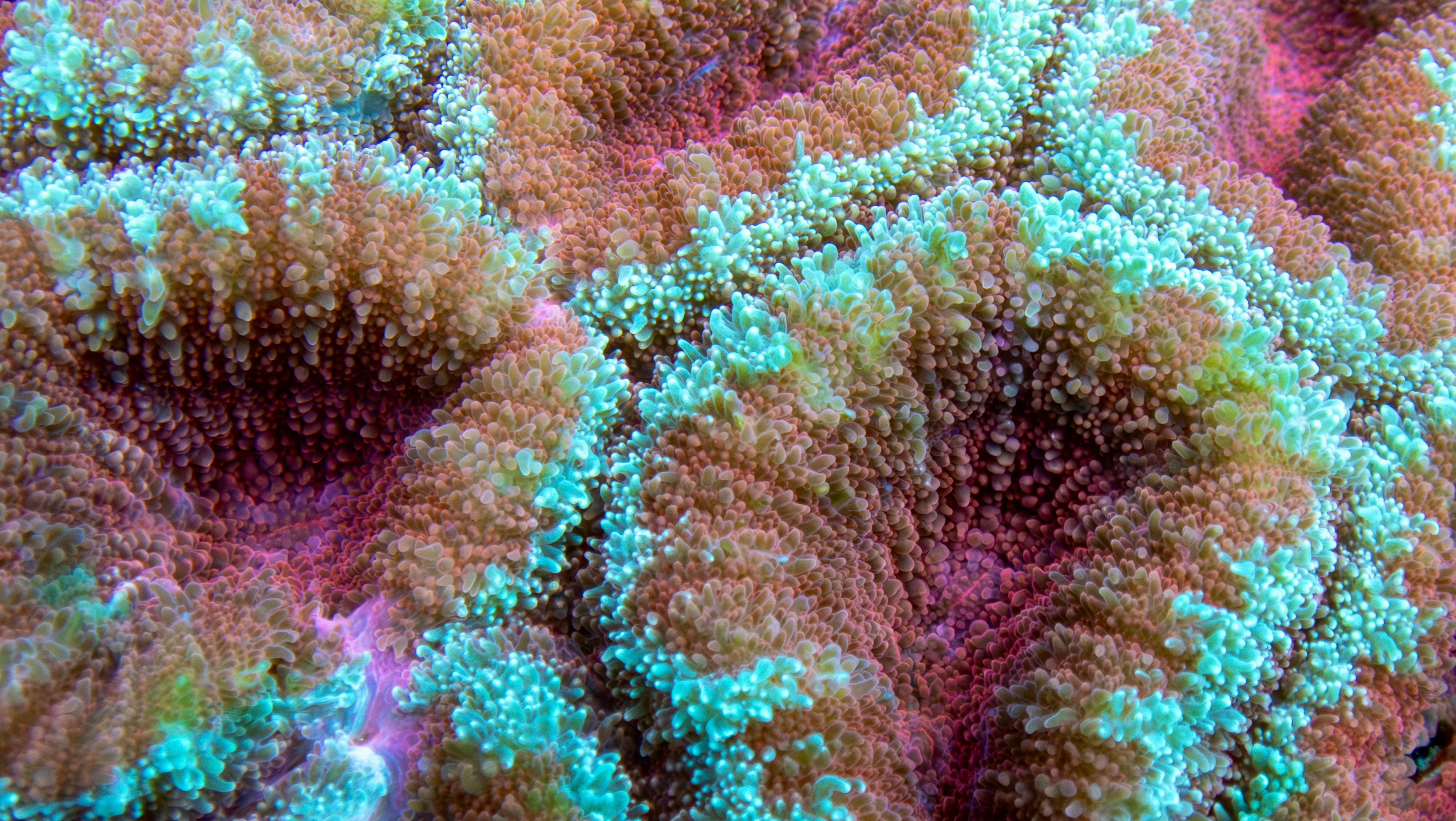 Open brain coral glowing with electric blue ridges and deep magenta valleys—otherworldly reef geometry.