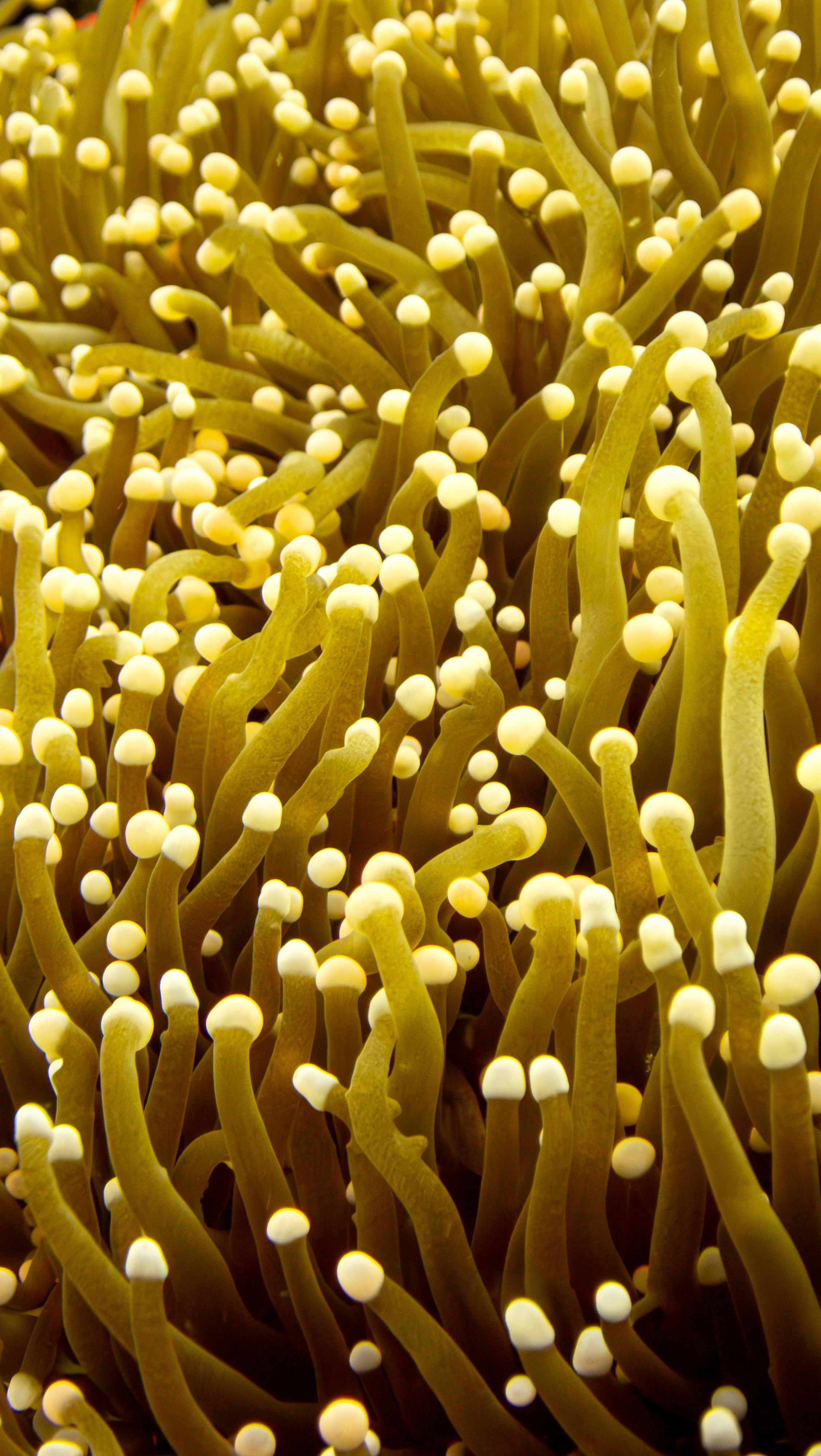 Anemone di mare tubolare giallo con punte bianche.