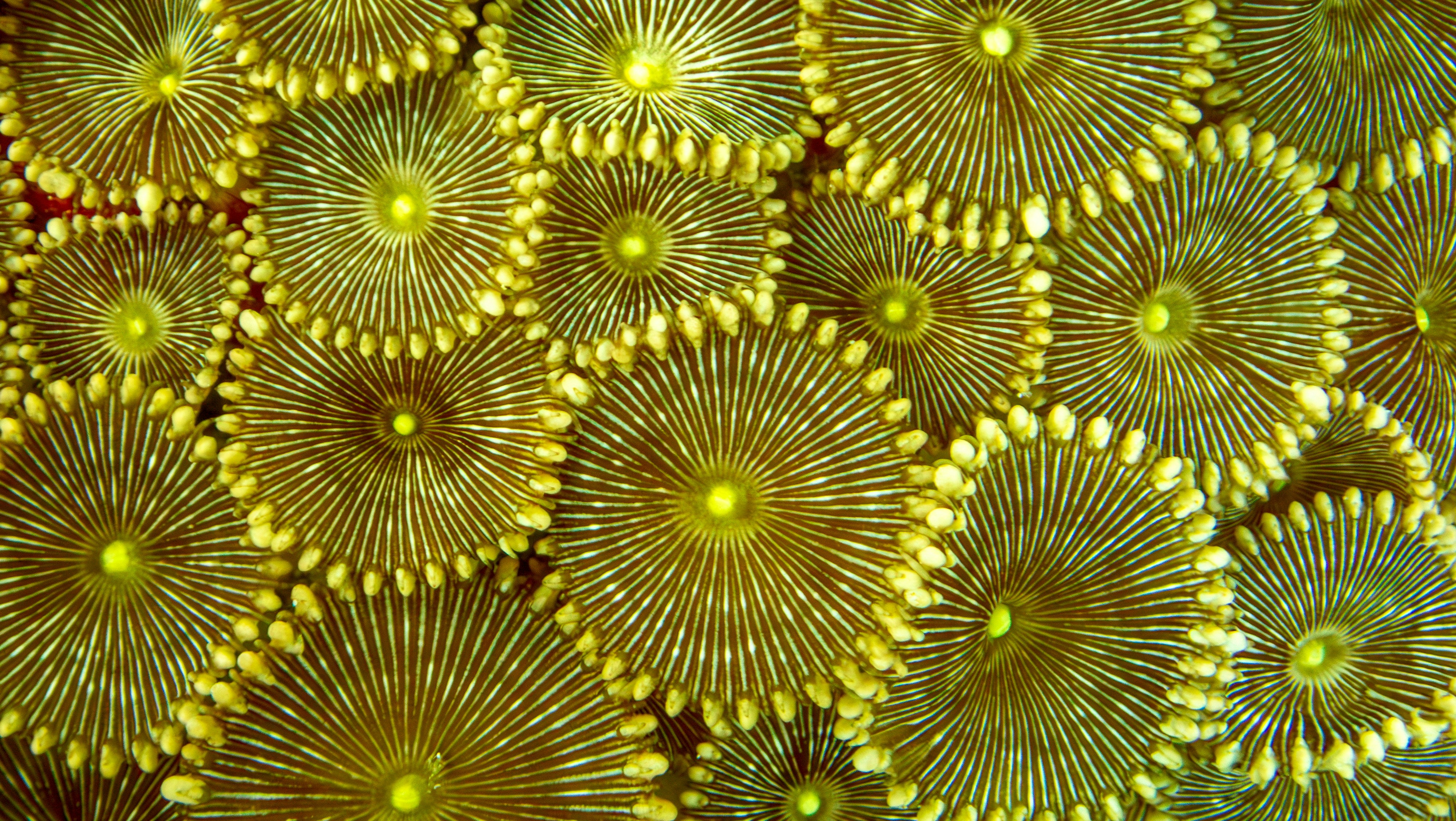 These look like sea anemones or coral polyps.