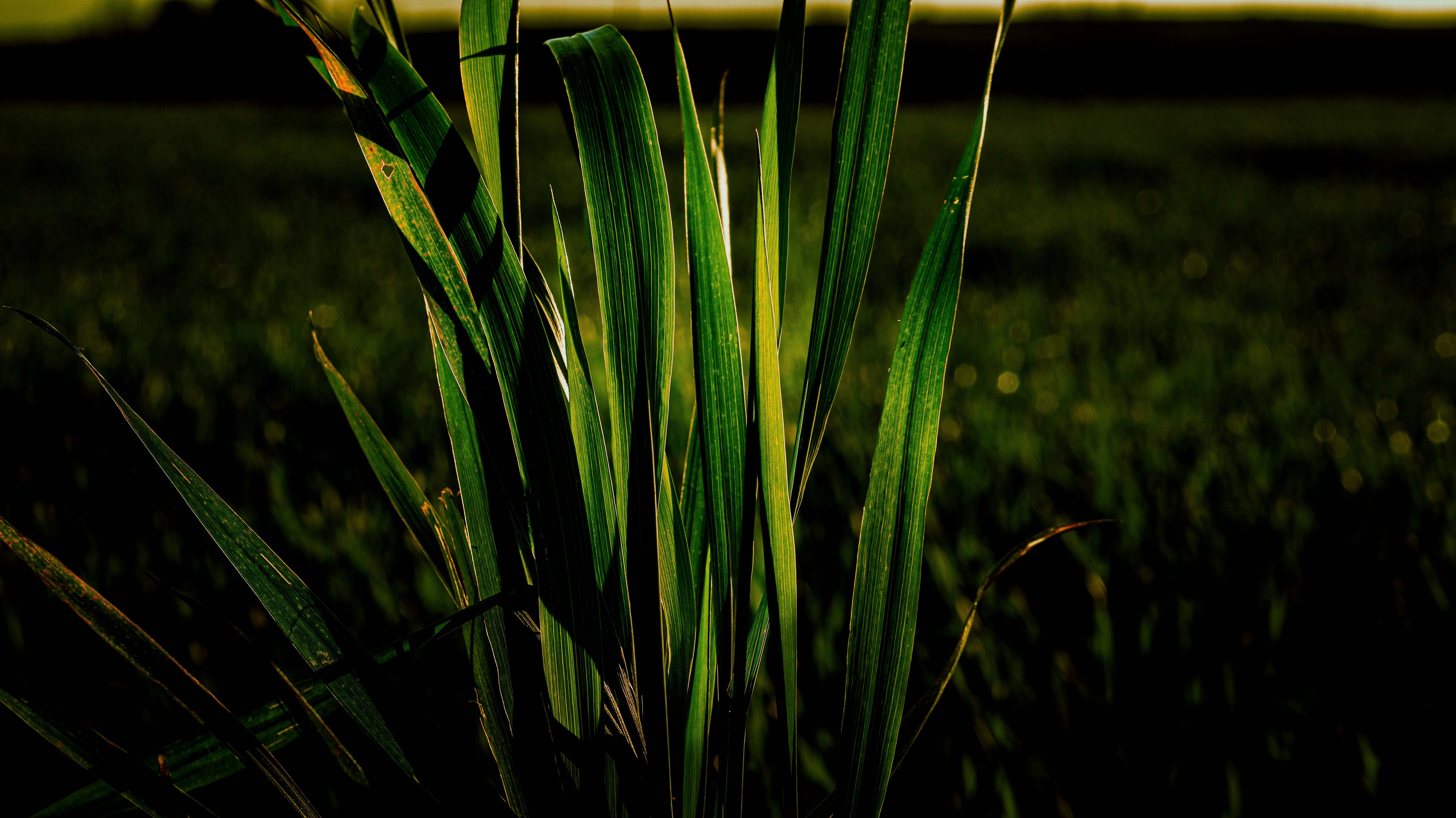 Photo by lucaakalu