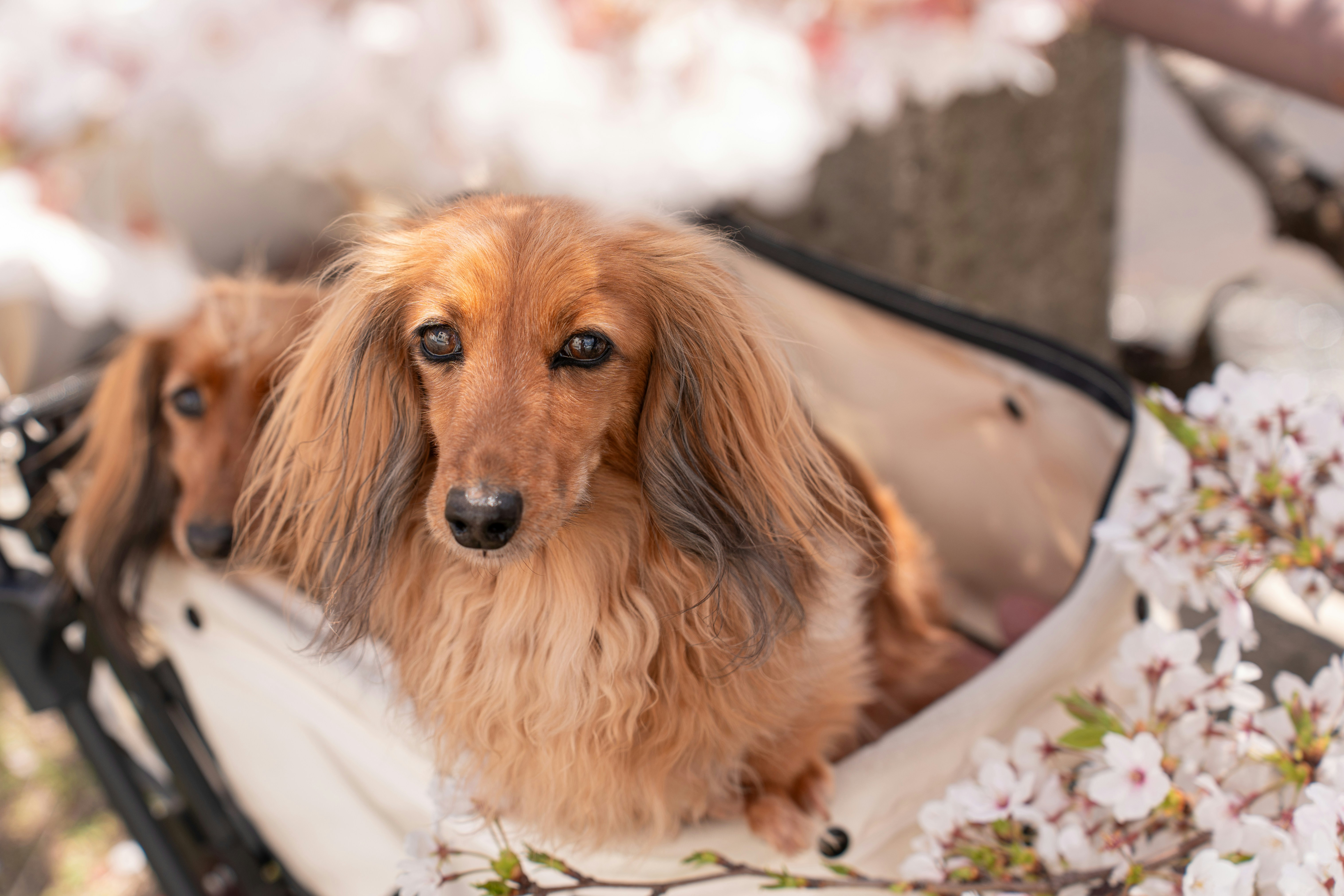 Two dachshunds sit in a stroller amidst flowers.