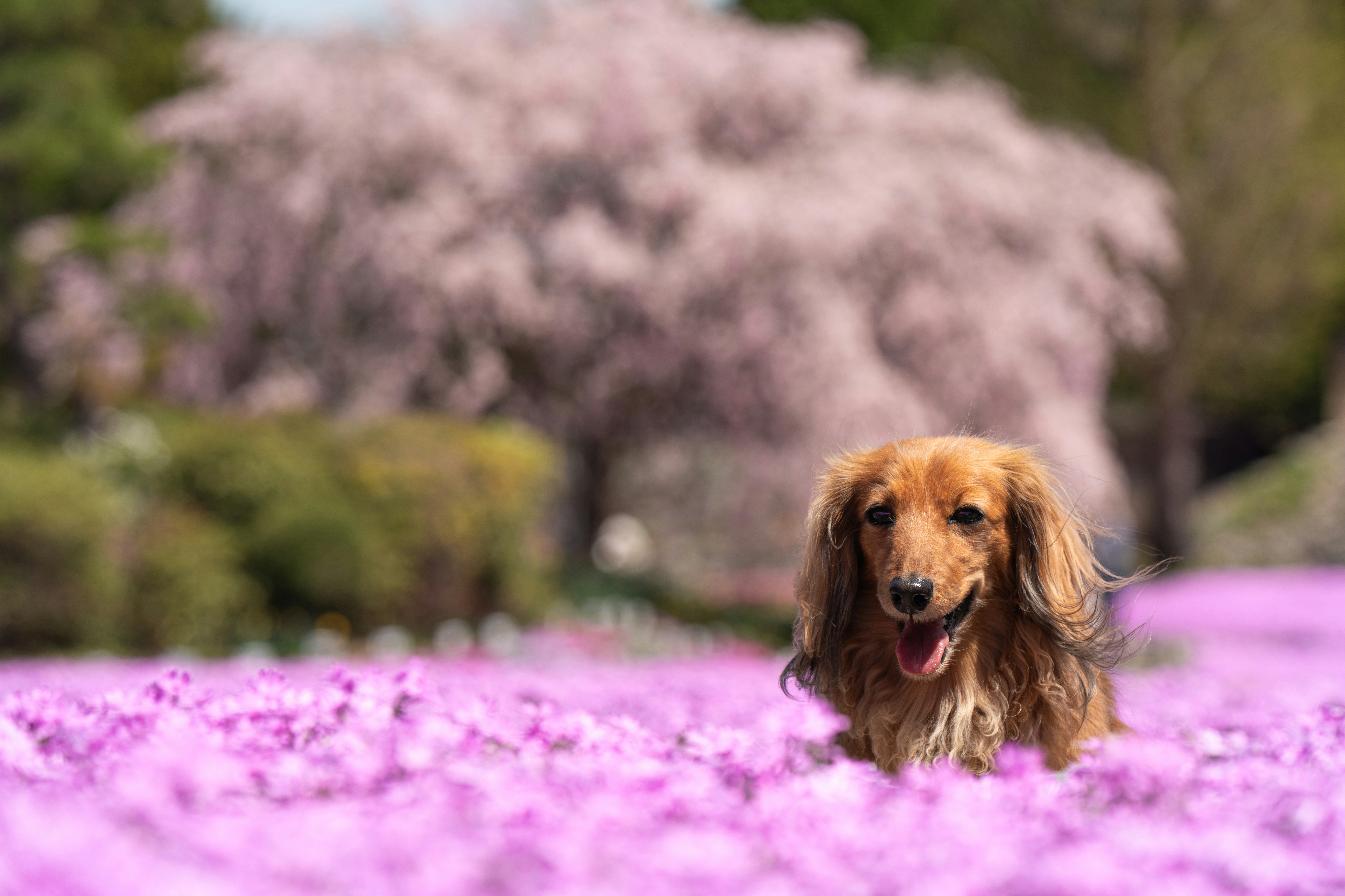 Happy dog posing in a field of pink flowers.