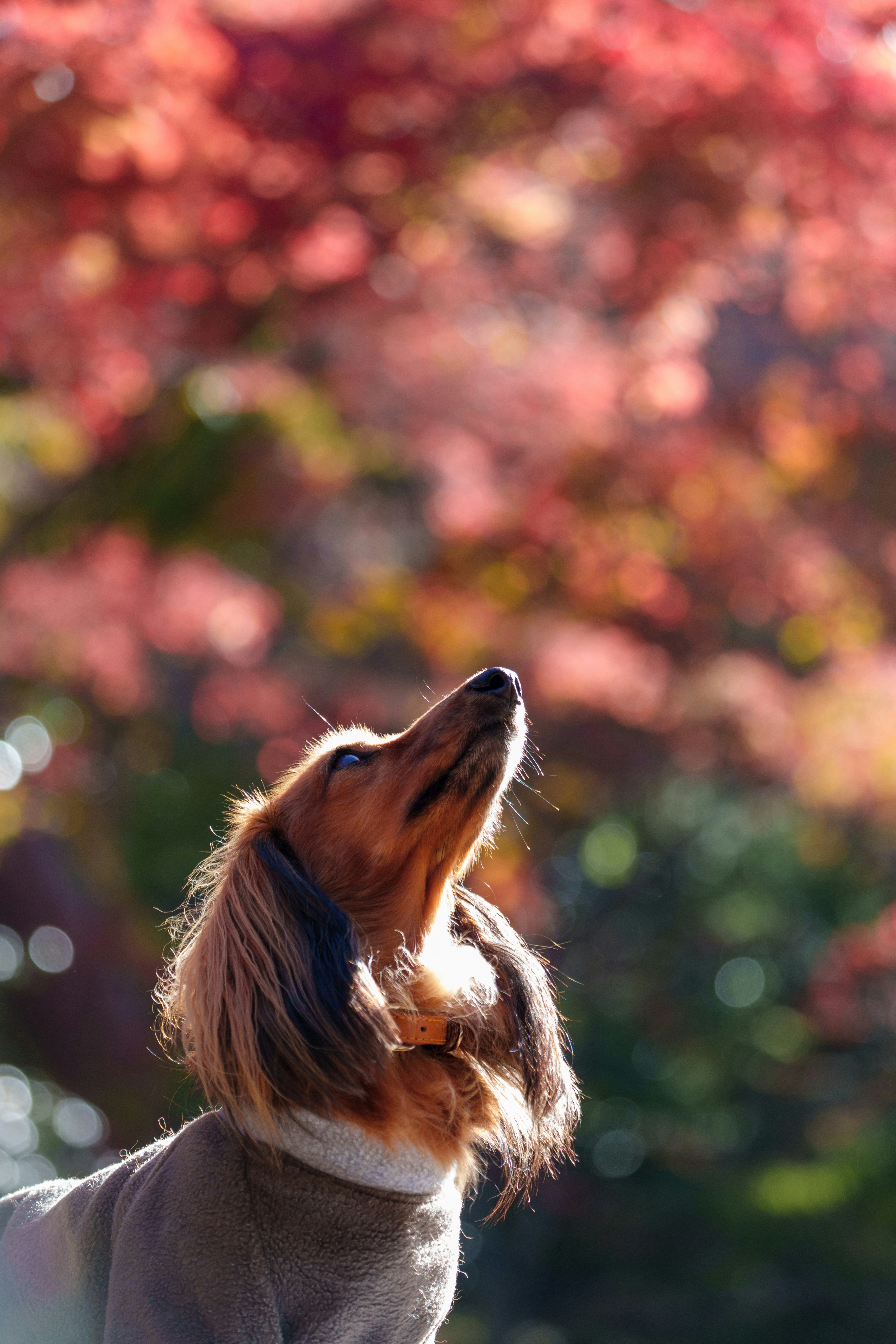 Dachshund looks up at the colorful autumn leaves.
