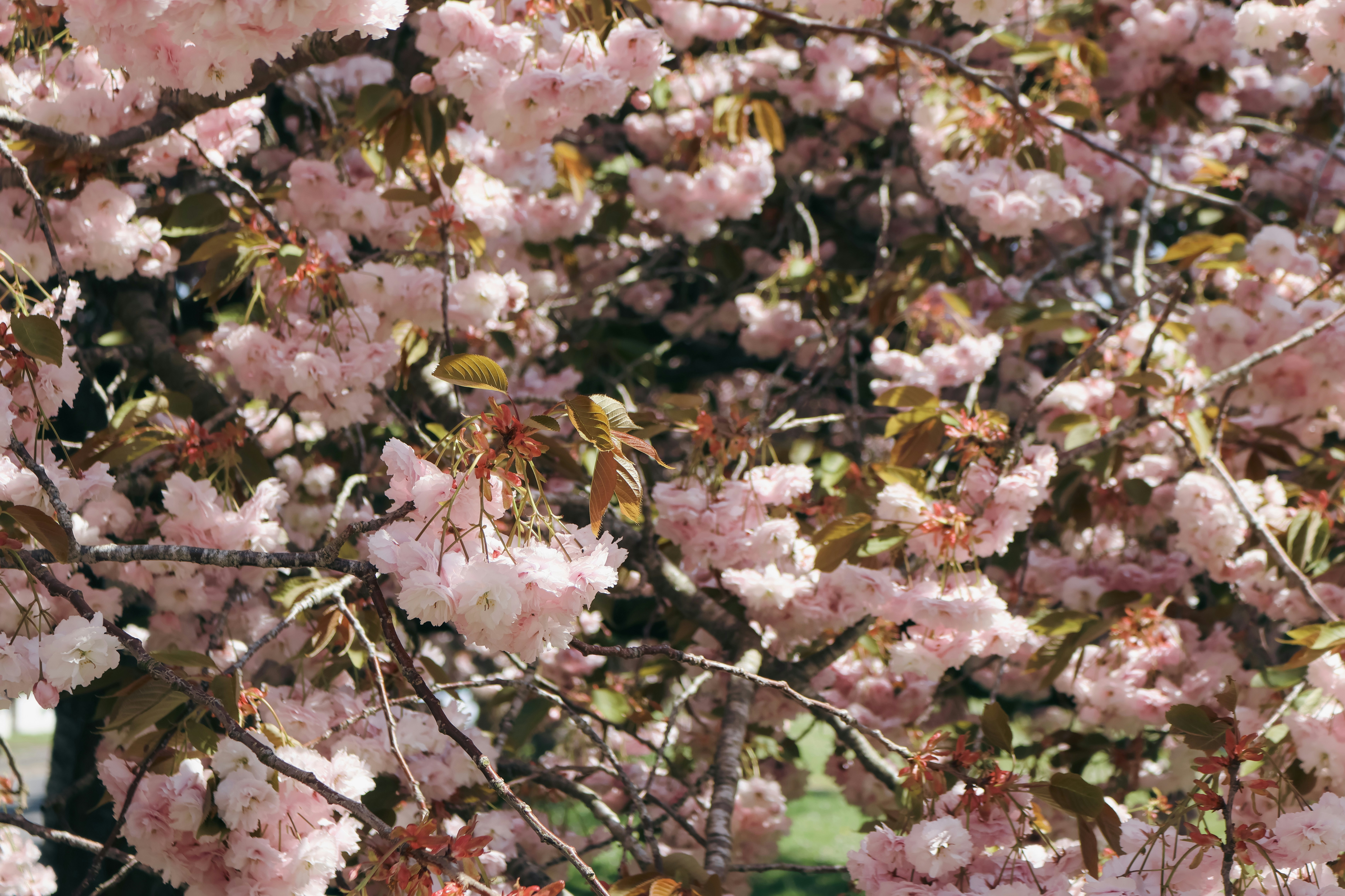 Photo by jameslgorringe