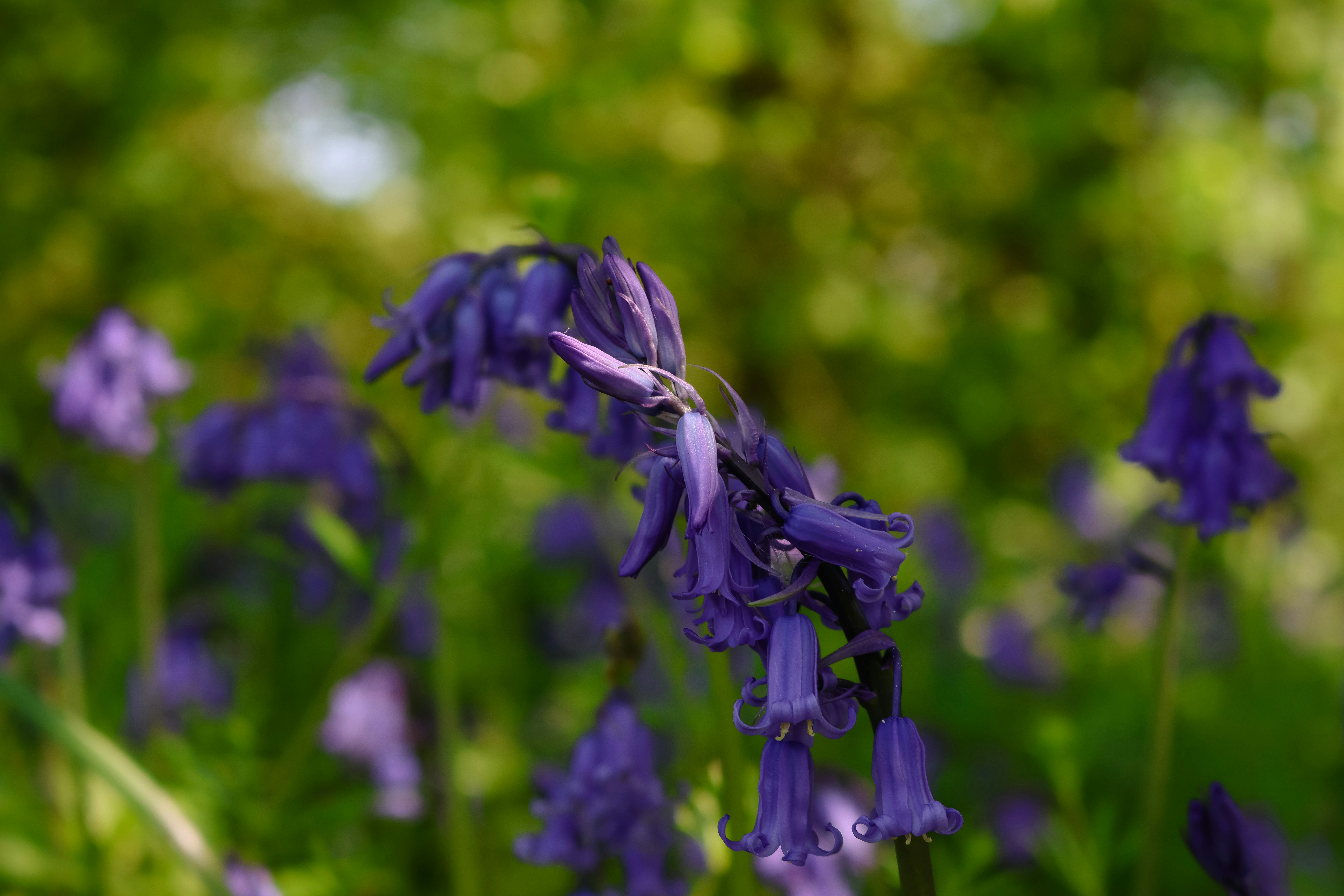 Photo by jameslgorringe