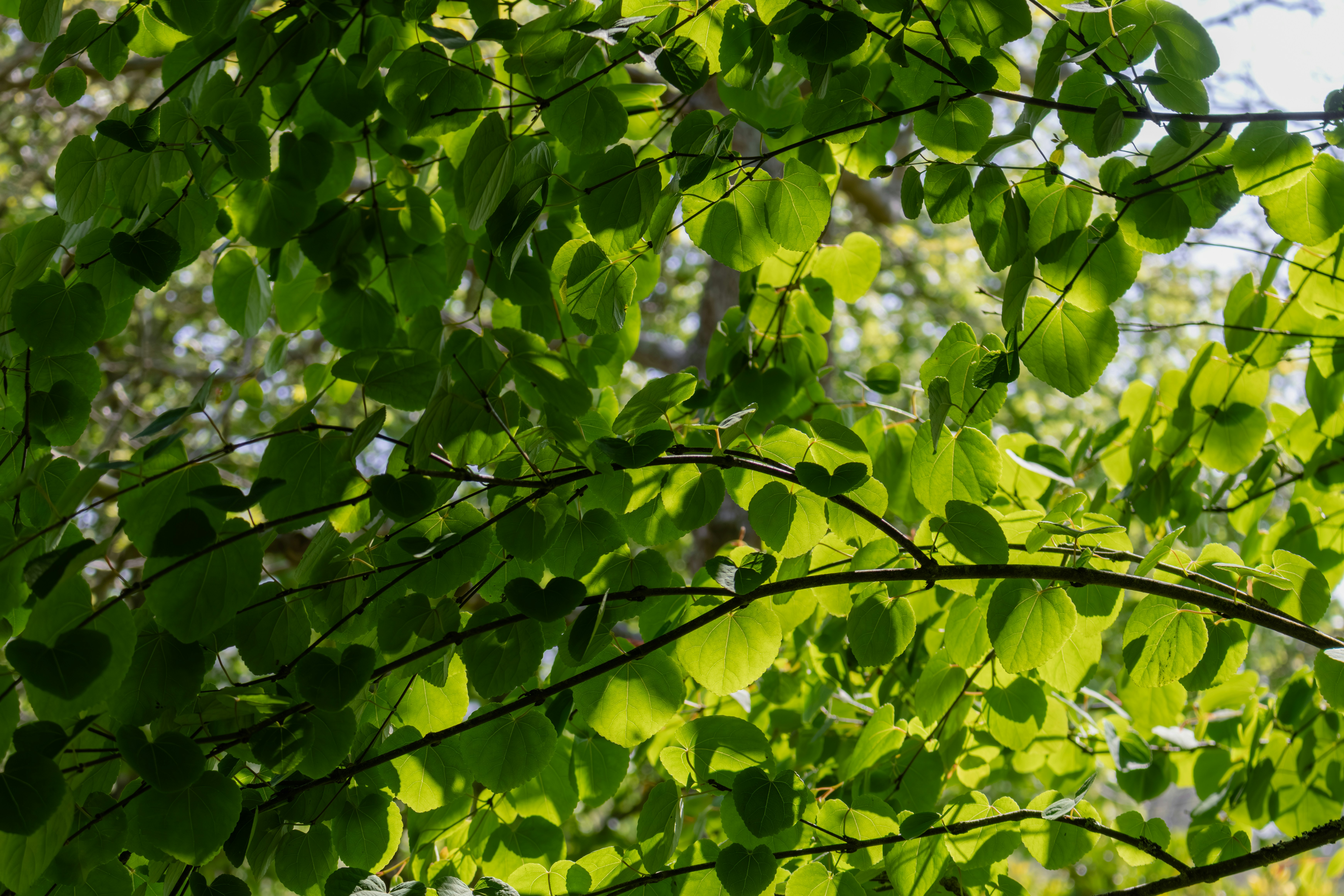 Photo by jameslgorringe