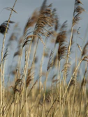 Reeds swaying in the wind against a blue sky.