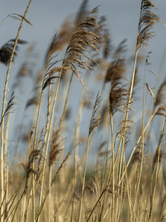 Reeds swaying in the wind against a blue sky.
