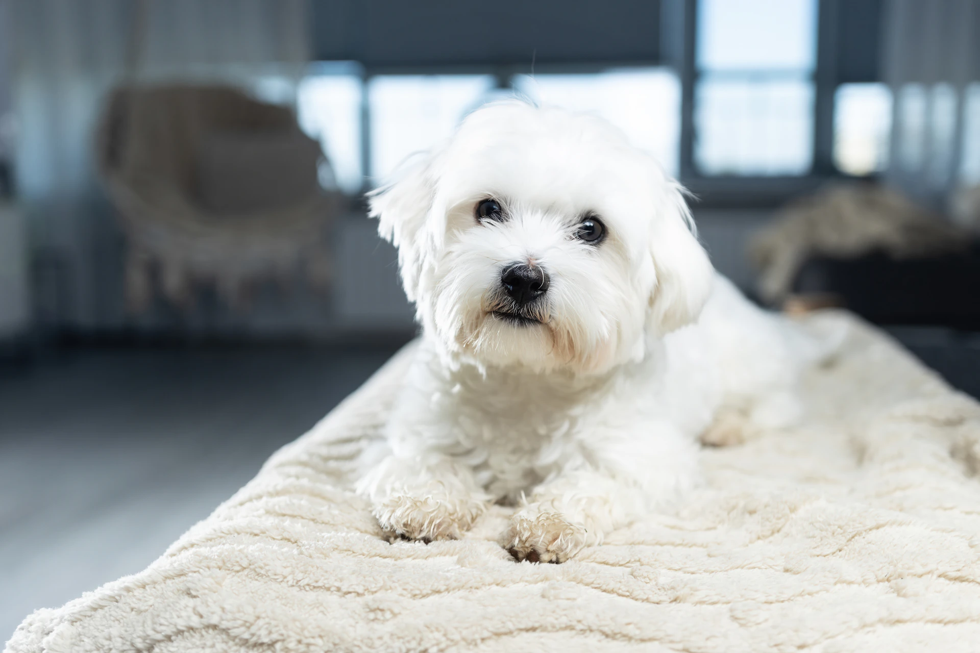 Here's a possible caption: a cute white dog rests on a bed.